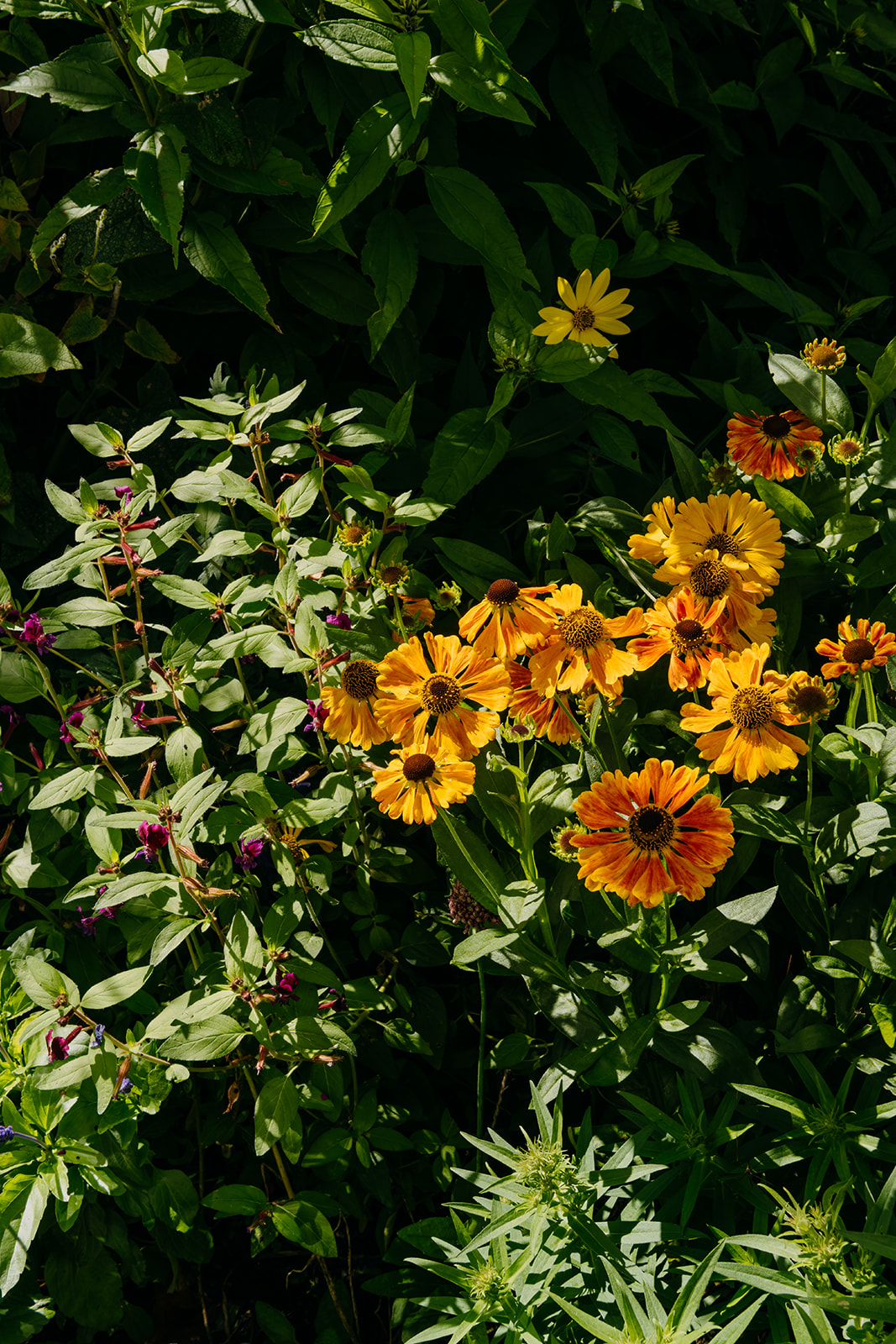 Sage Journal - Tawa garden