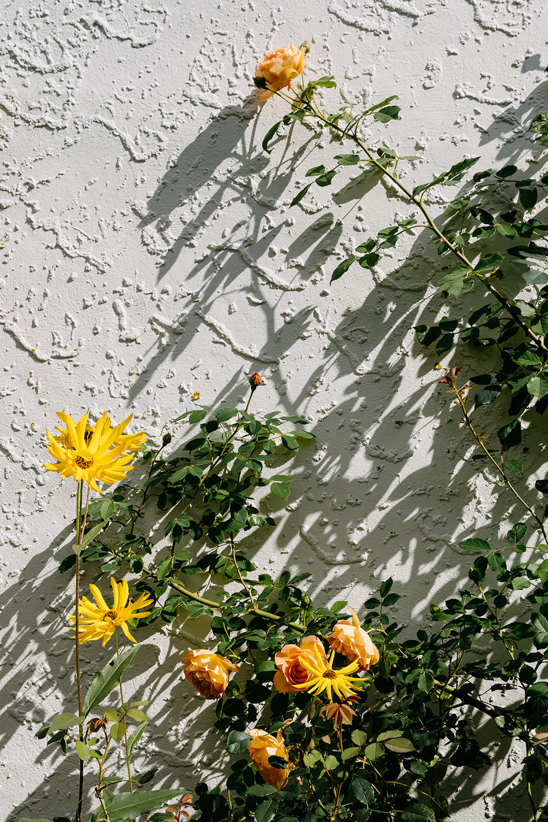 Sage Journal - Tawa garden