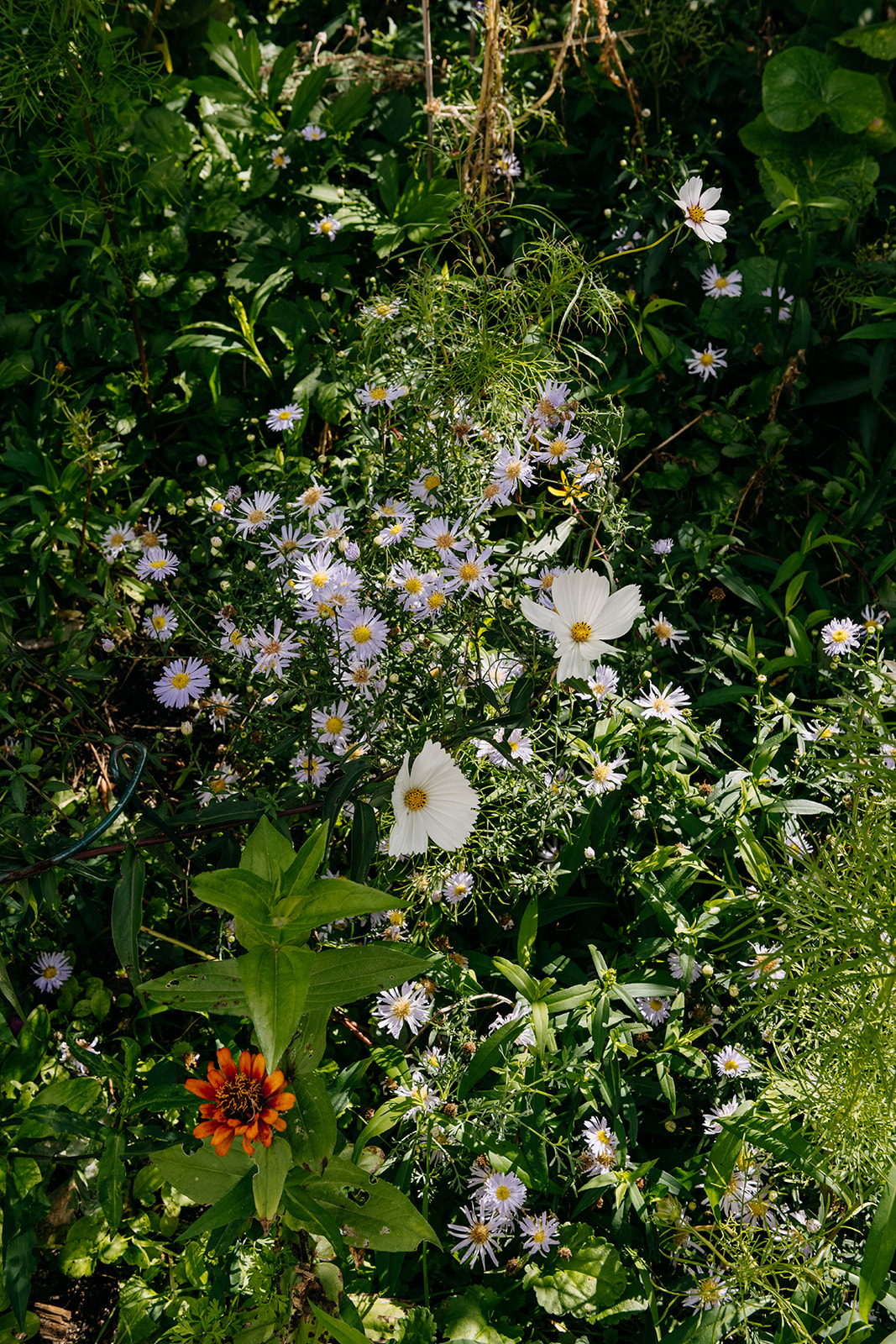 Sage Journal - Tawa garden
