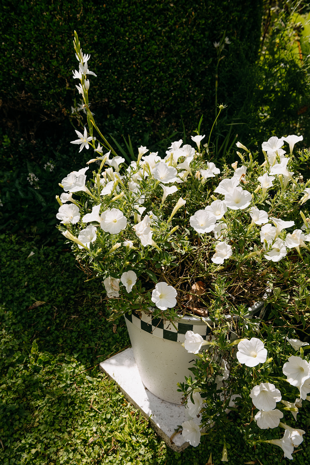 Sage Journal - Tawa garden