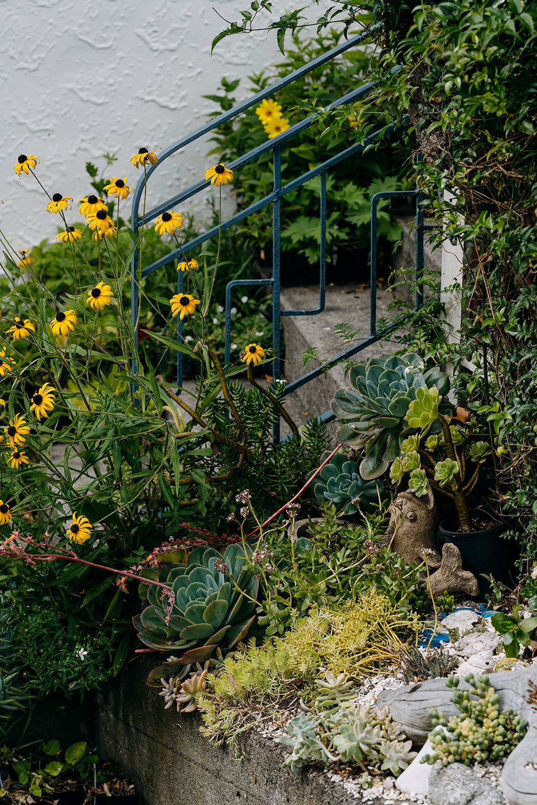 Sage Journal - Tawa garden