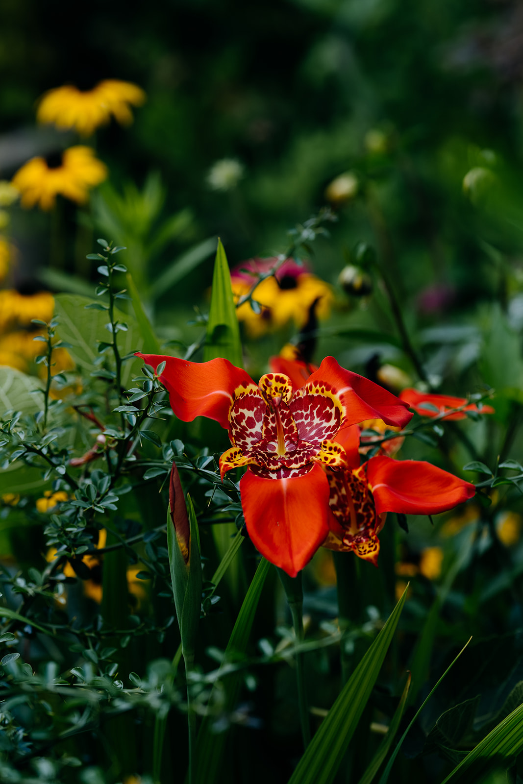 Sage Journal - Tawa garden