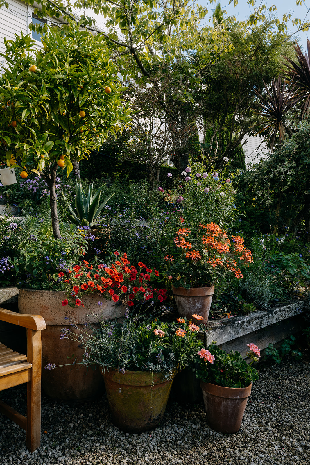 Sage Journal - Tawa garden