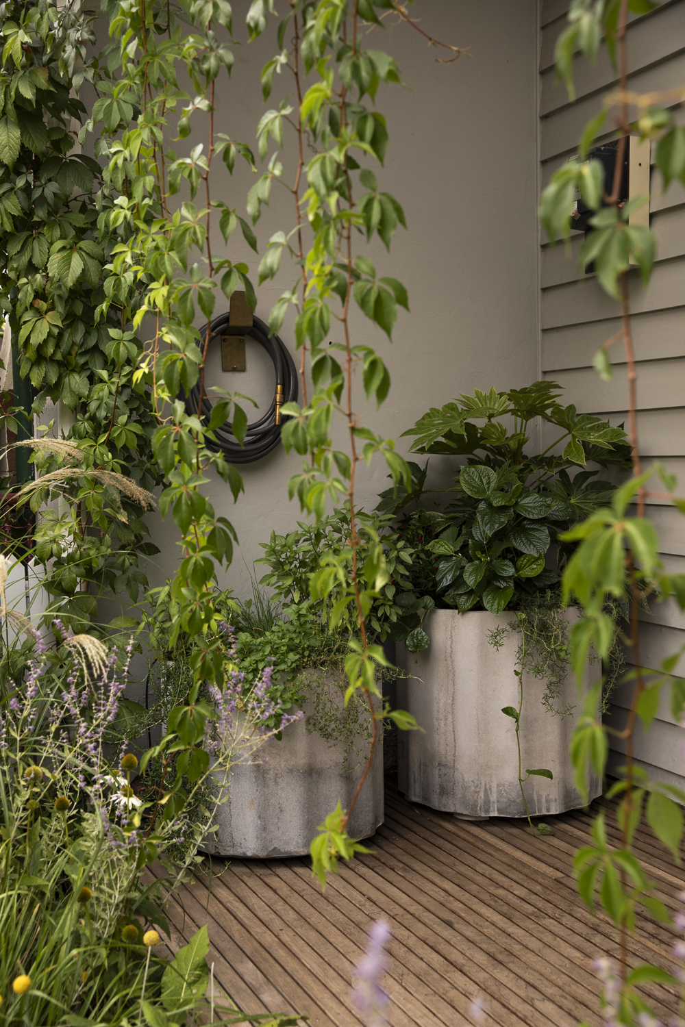 Saint Remy Thornbury Garden Saint Remy Thornbury Garden