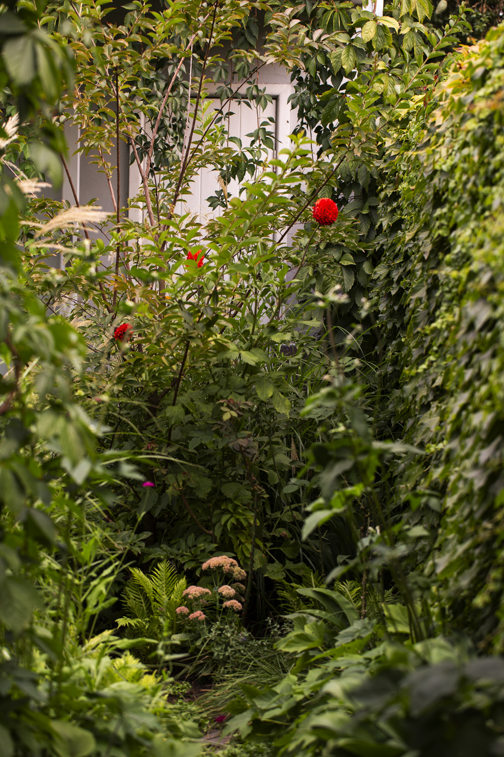 Saint Remy Thornbury Garden Saint Remy Thornbury Garden