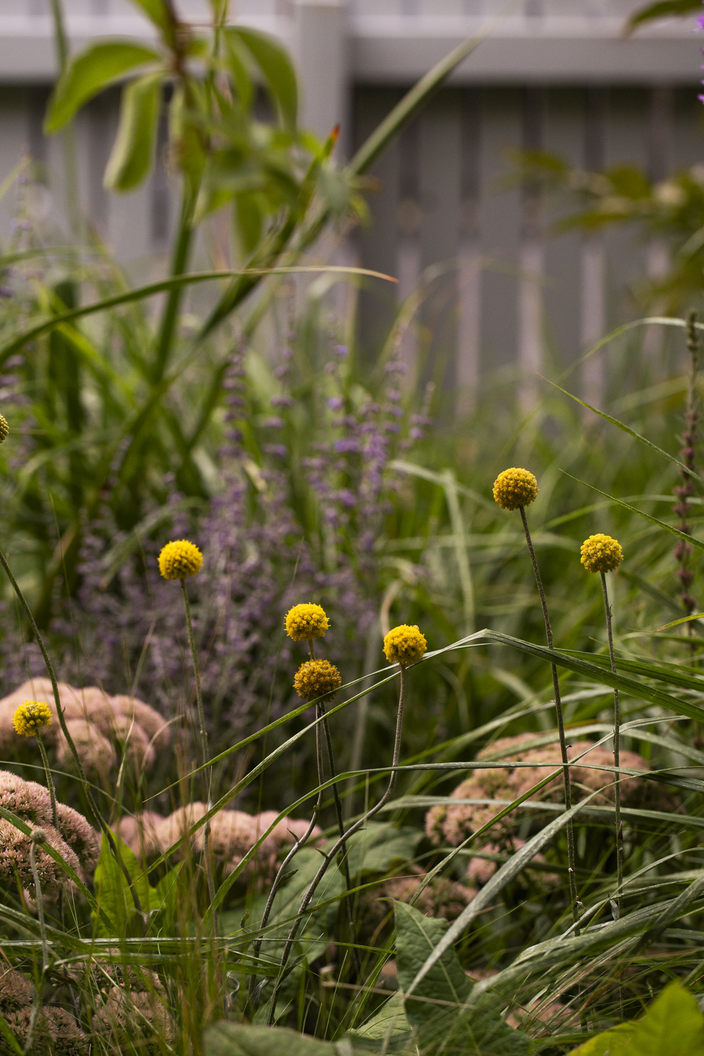 Saint Remy Thornbury Garden Saint Remy Thornbury Garden