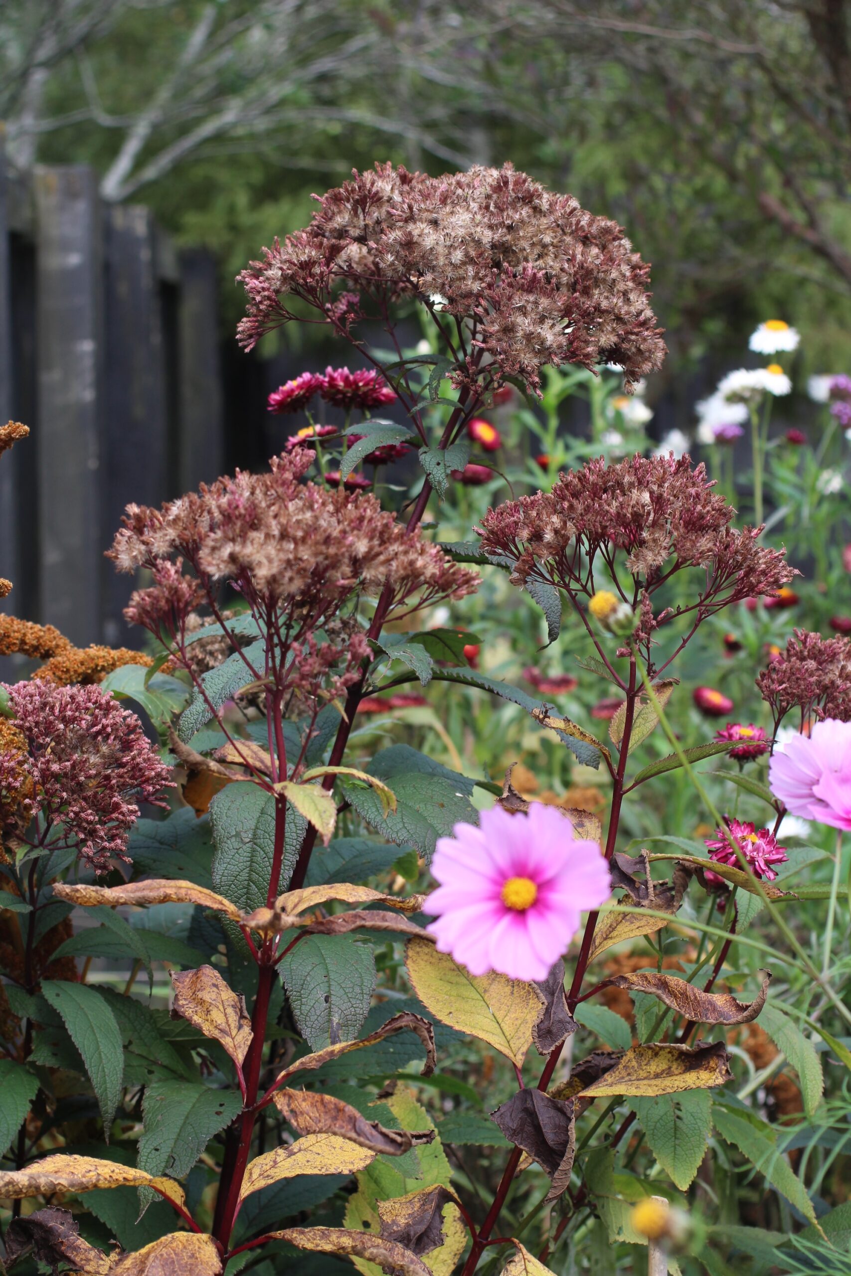 Seedheads of perennial plants can be left over winter to provide interest