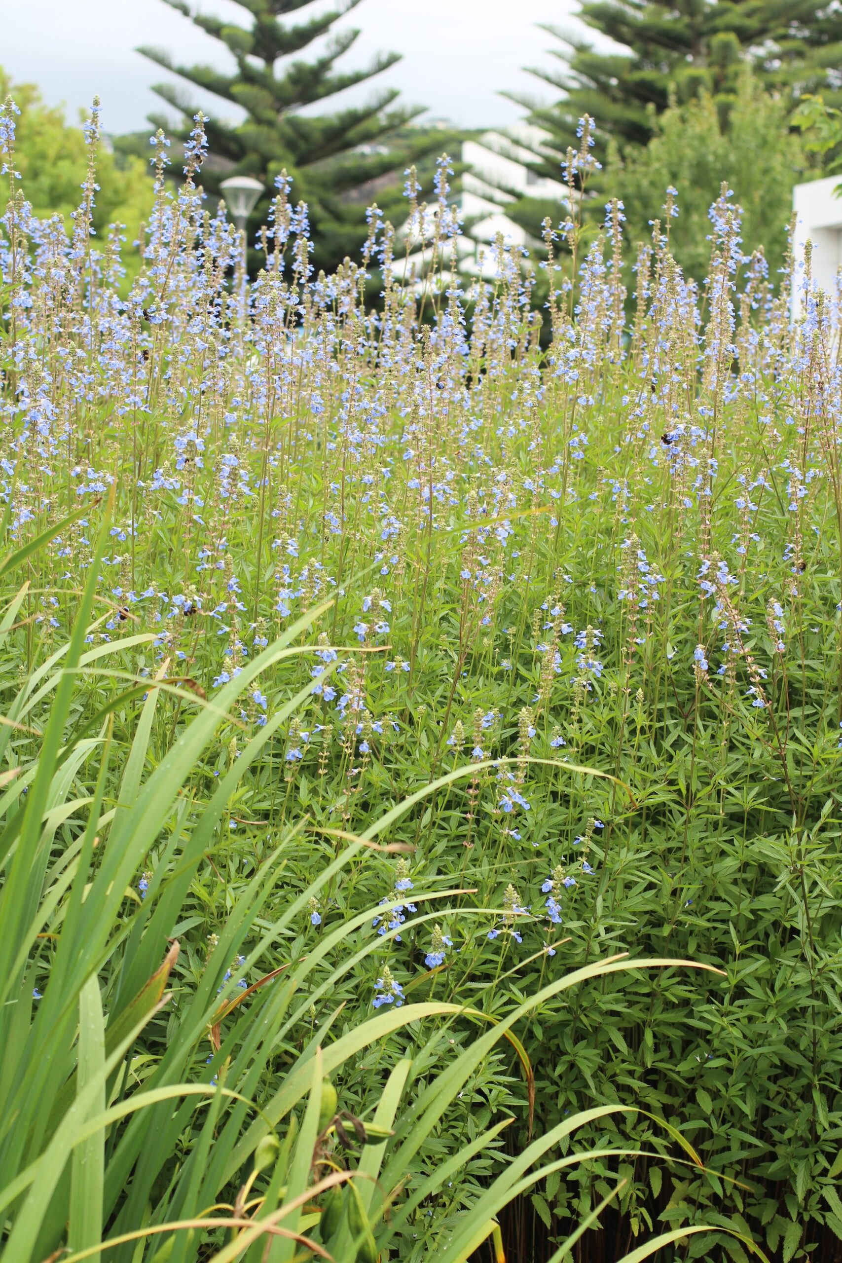 Wait until Spring to plant Salvias, especially if you live in a cold region