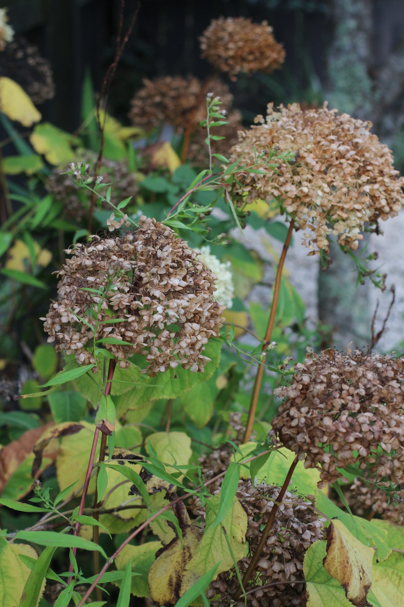 Woody perennials like hydrangea should be only cut back by a third