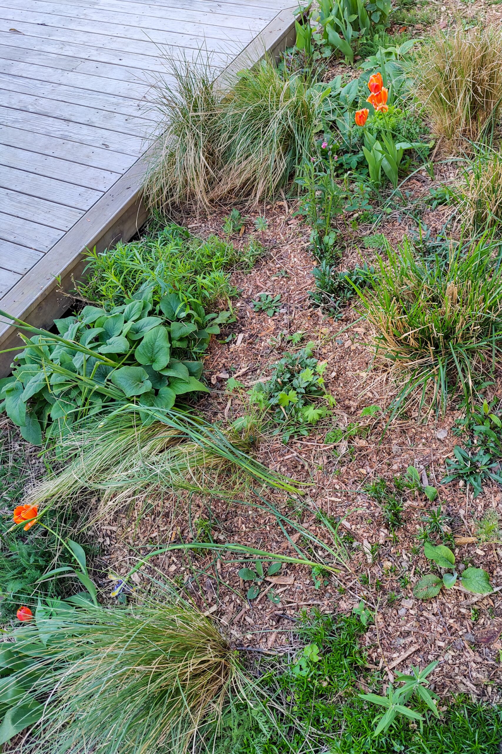 mulch garden border after cutting back perennials