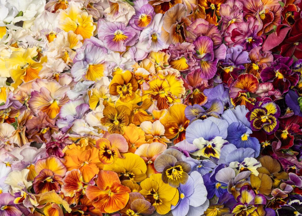 Pansies by Brenna Estrada