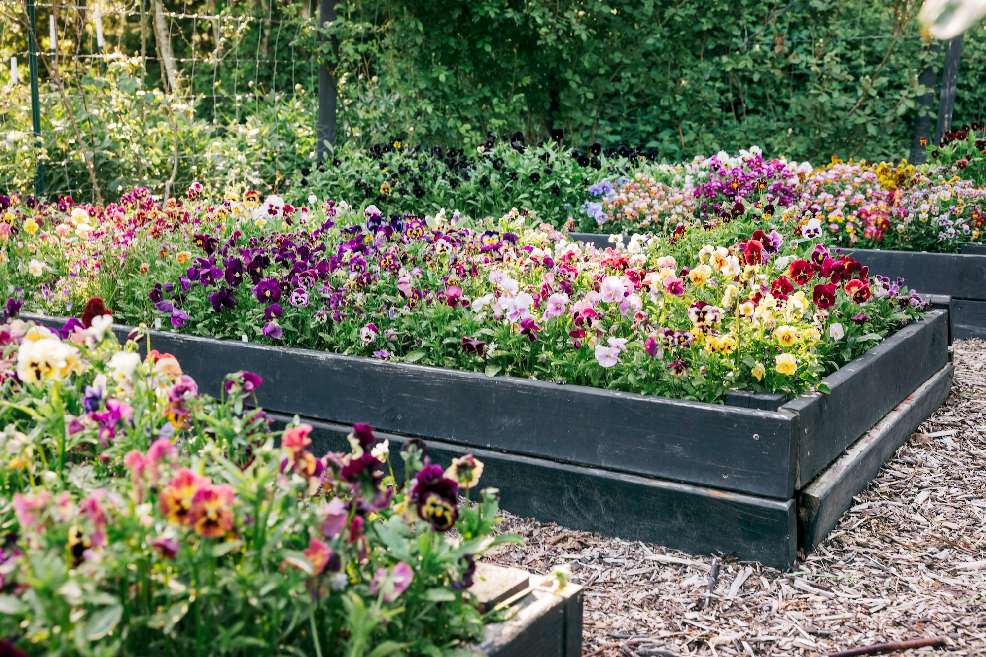 Raised bed Pansies by Brenna Estrada
