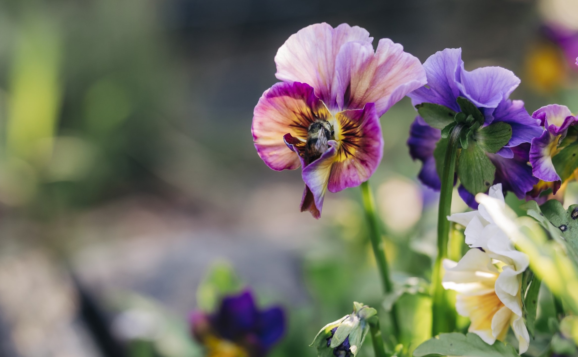 Pansies by Brenna Estrada Pollinating Pansies by Brenna Estrada