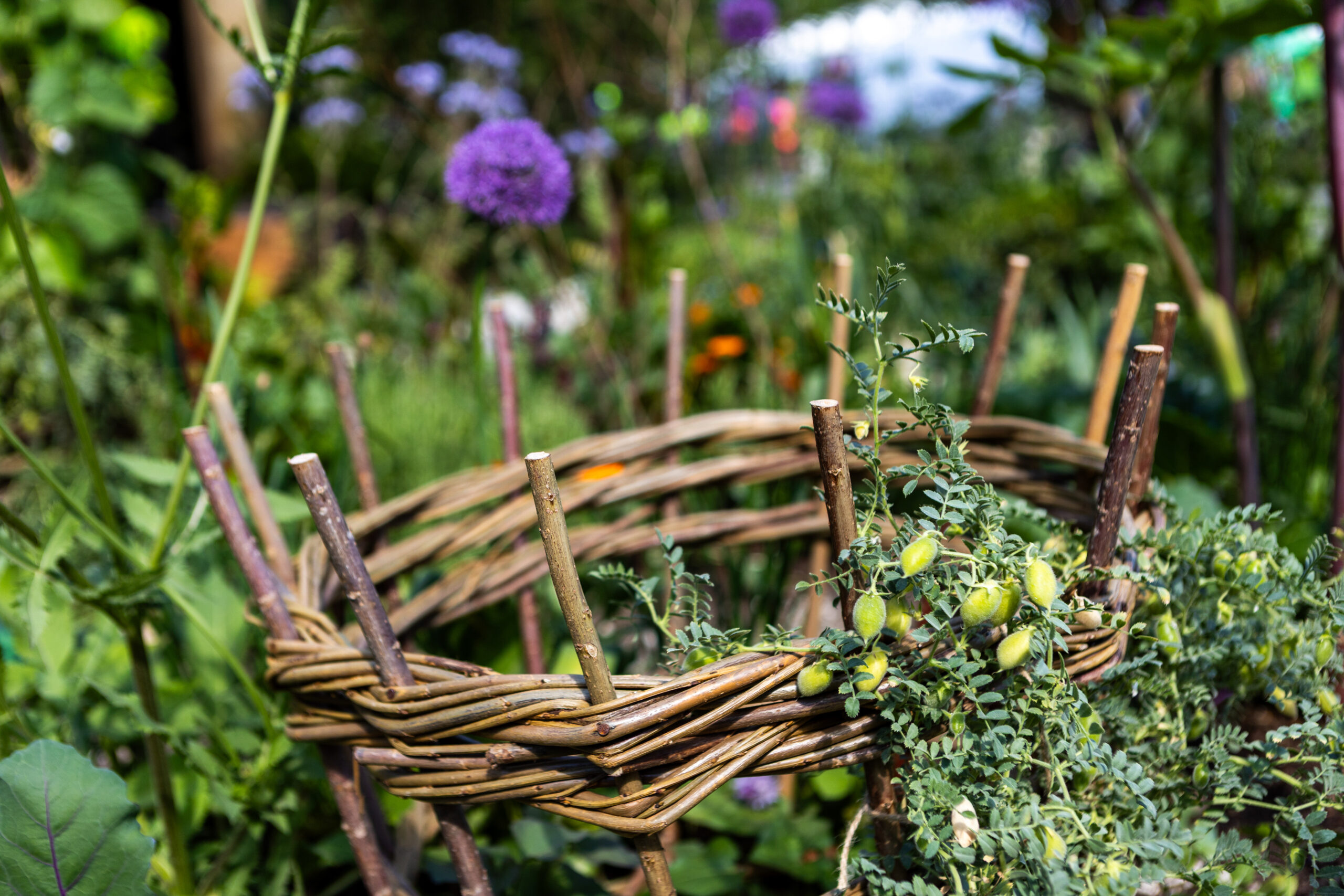 Gates Foundation's Garden of The Future at RHS Chelsea, by Butler & Parker. Chickpeas are featured alongside other climate-resilient veg and ornamentals in the Gates Foundation's Garden