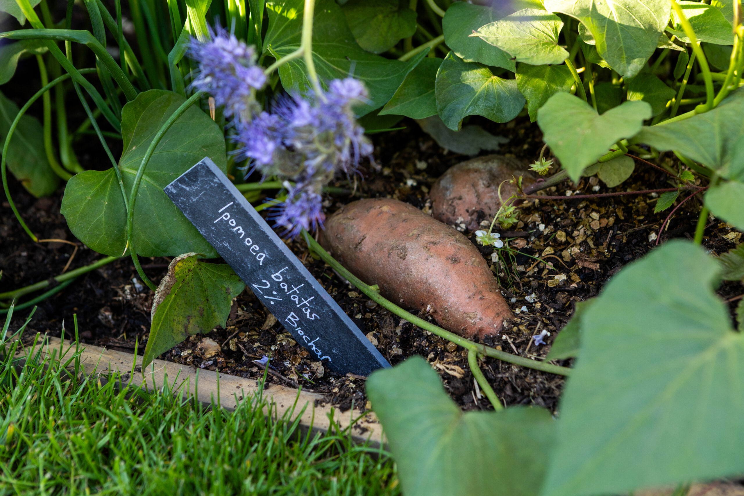 Gates Foundation's Garden of The Future at RHS Chelsea, by Butler & Parker. Sweet potato is just one of the climate-resilient crops on display in the Gates Foundation's Garden of The Future