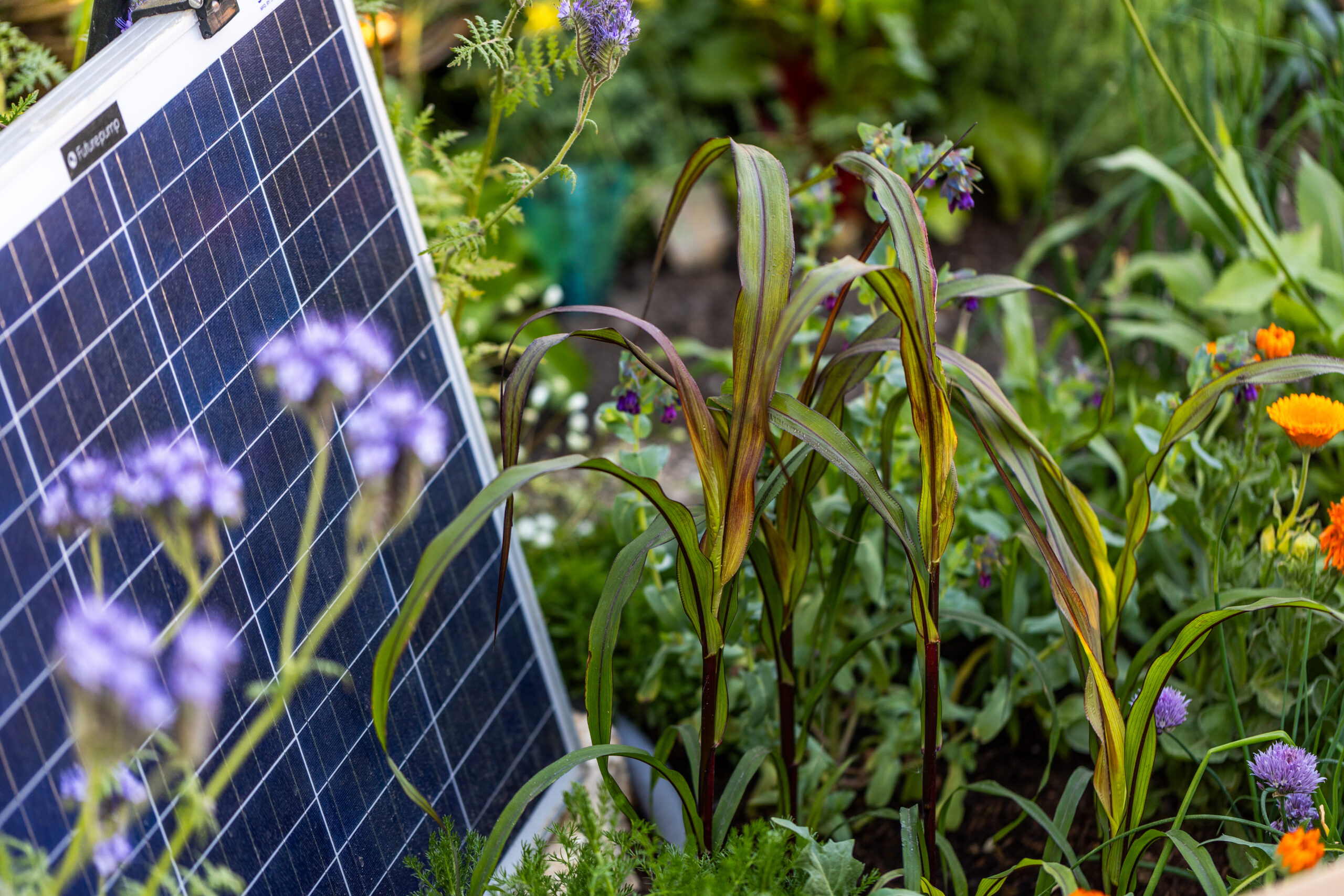 Gates Foundation's Garden of The Future at RHS Chelsea, by Butler & Parker. Futurepump, a British-Indian innovation, delivers sustainable, reliable and affordable irrigation to climate-resilient and nutritious crops like sorghum in the Gates Foundation's Garden of The Future at RHS Chelsea