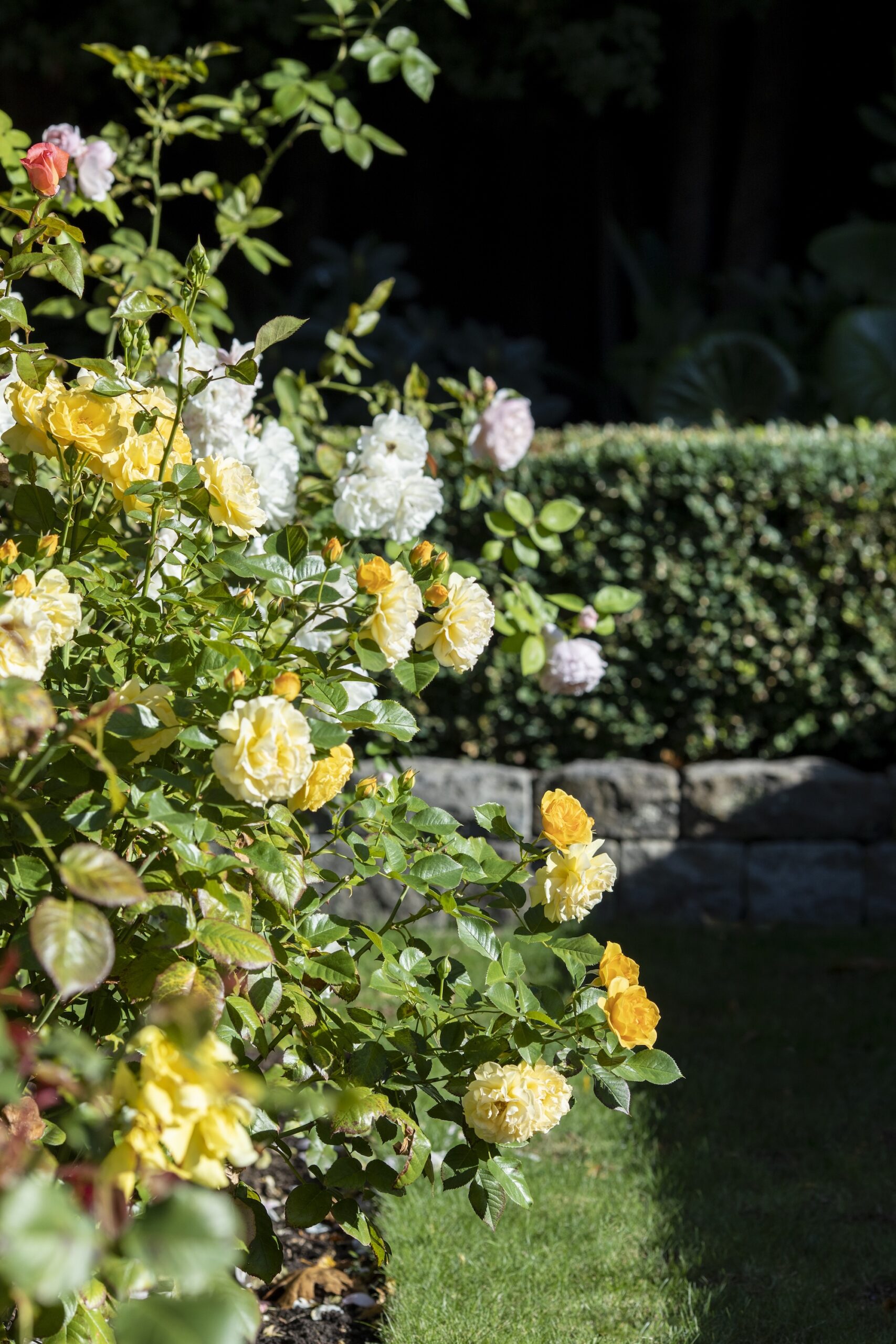 Henry Blakely Landscapes - Julia's Garden Henry Blakely Landscapes - Julia's Garden