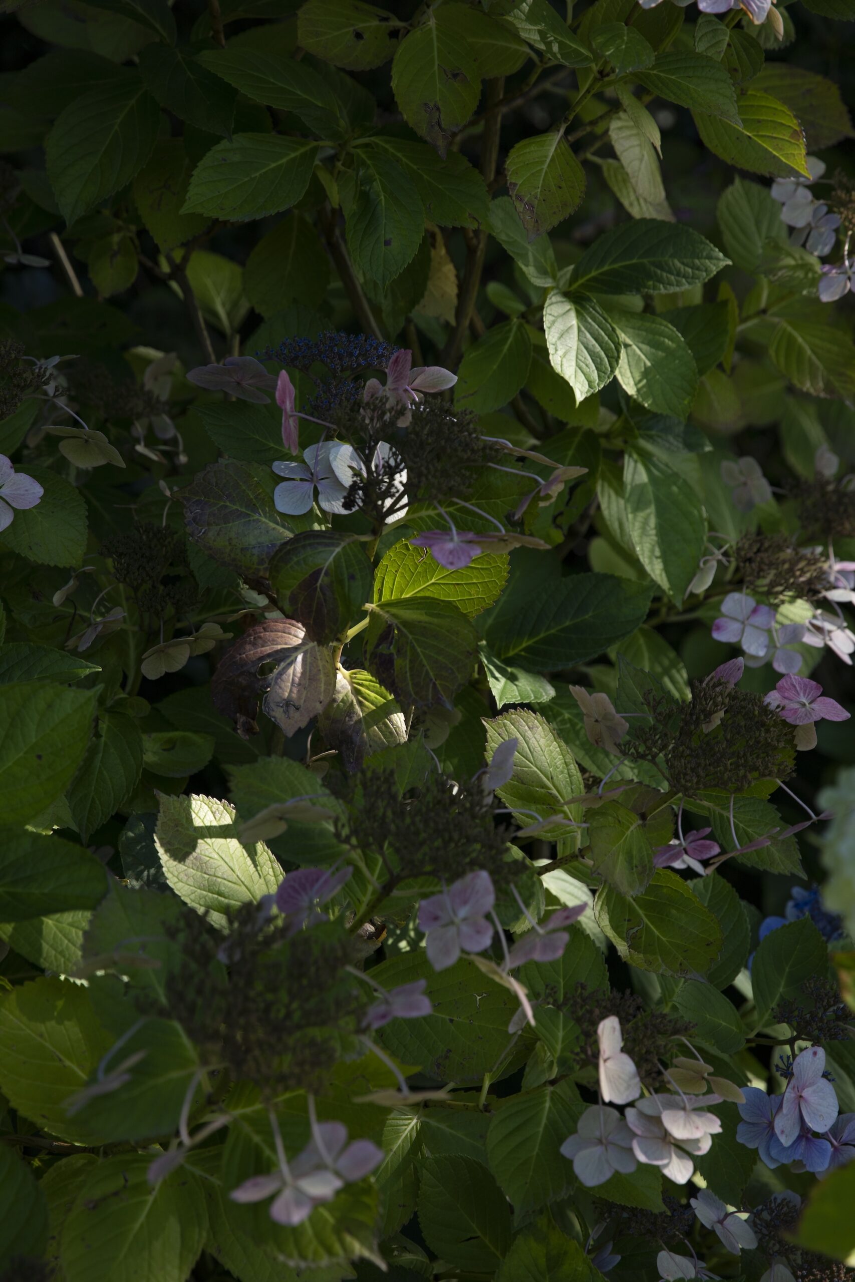 Henry Blakely Landscapes - Julia's Garden Henry Blakely Landscapes - Julia's Garden