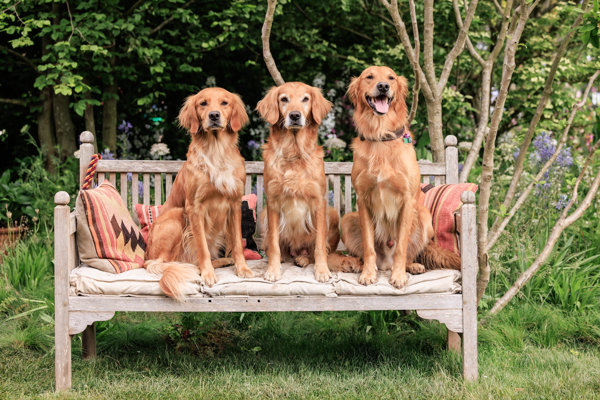RHS CFS Dog Garden - Monty Don Monty Don's dog Ned pictured meeting his mum Mabel and sister Isla on the RHS and BBC Radio 2 Dog Garden at RHS Chelsea Flower Show this morning. Today is the first time Ned has been reunited with his family.