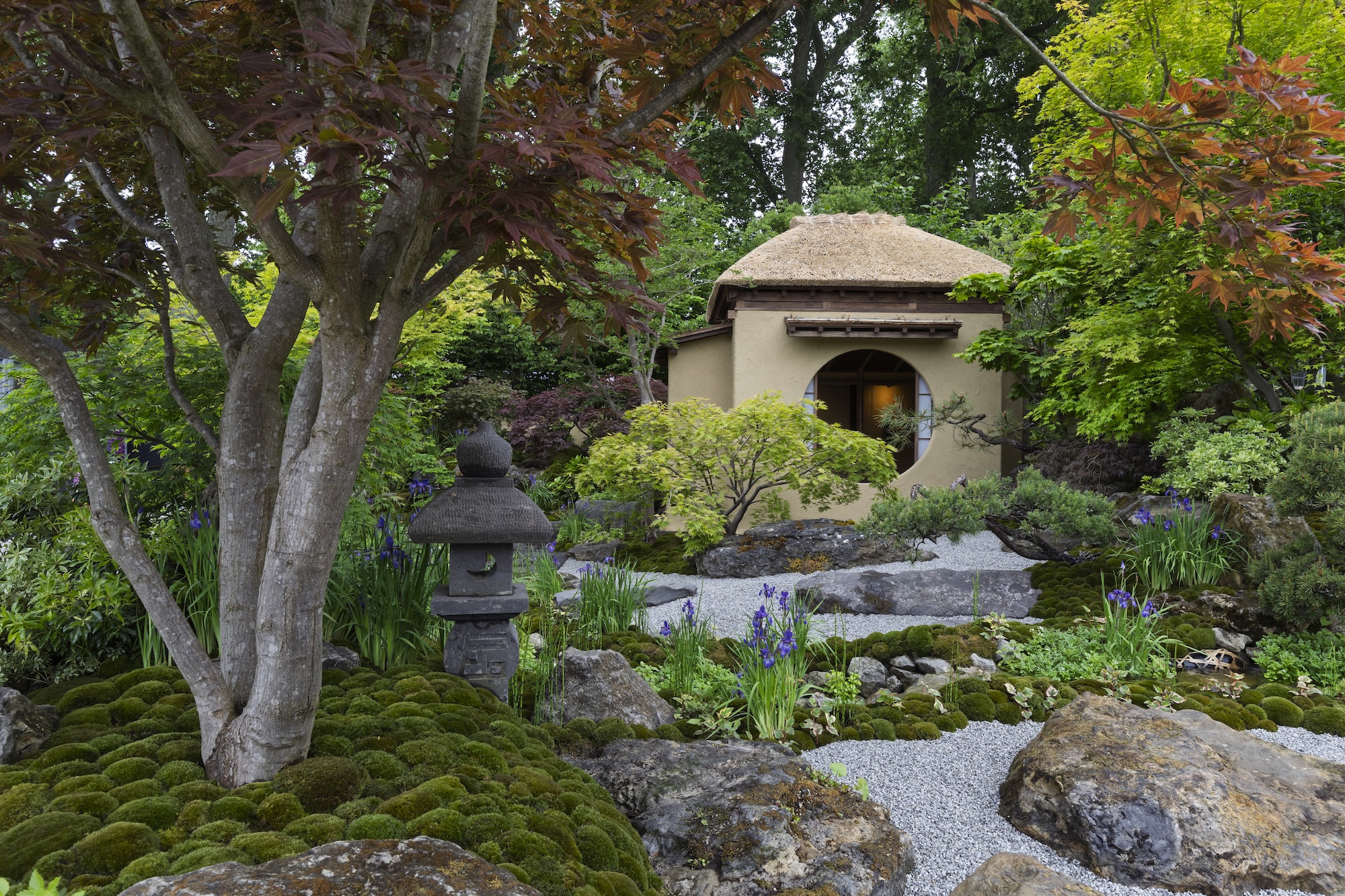 Sculptural trees and curved stepping stones in a Japanese garden scene
