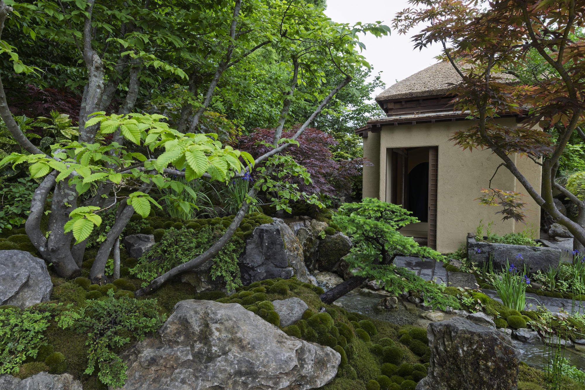 Lush planting and soft moss beds in shaded garden area