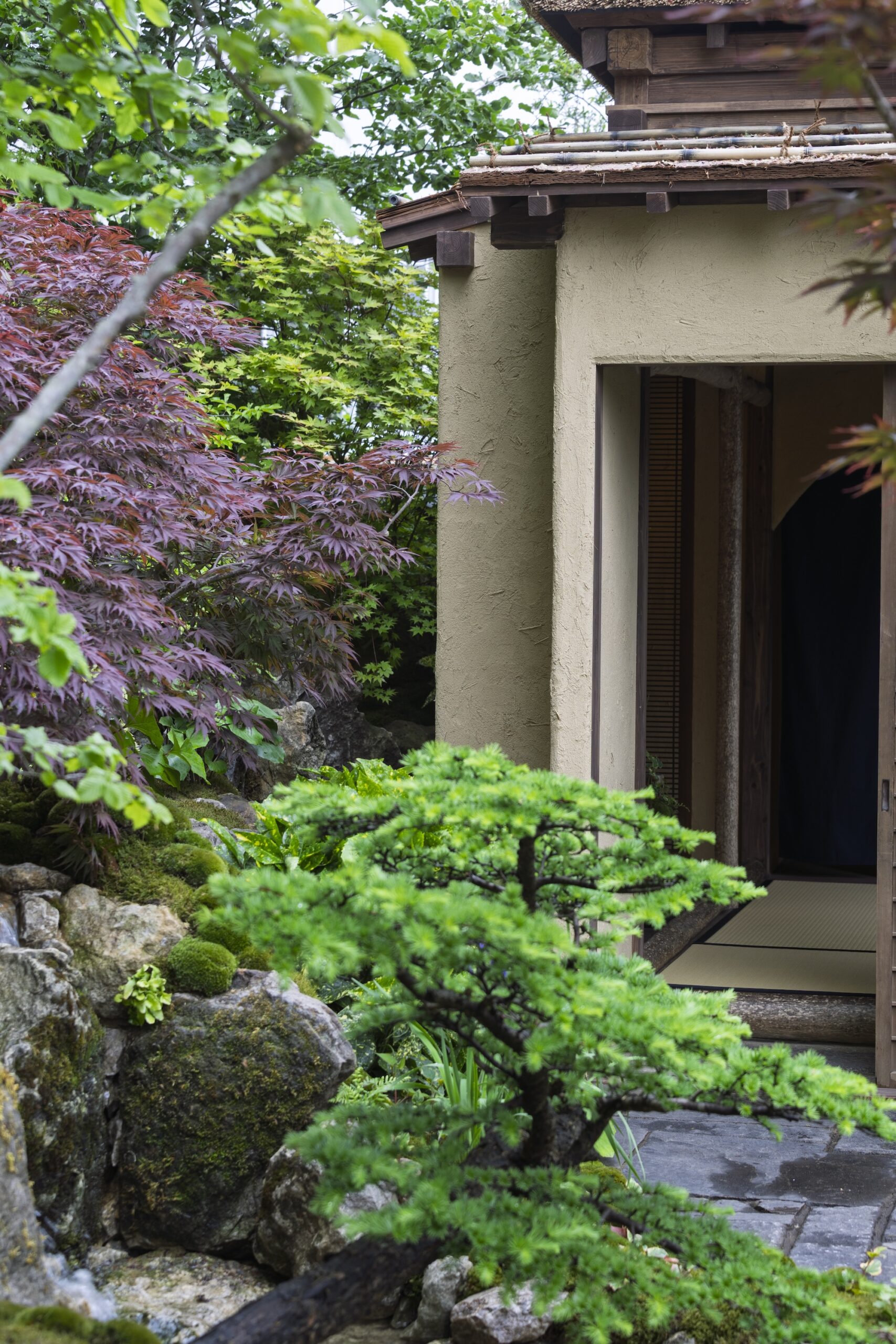 Timber pavilion entrance framed by bright green Japanese maple