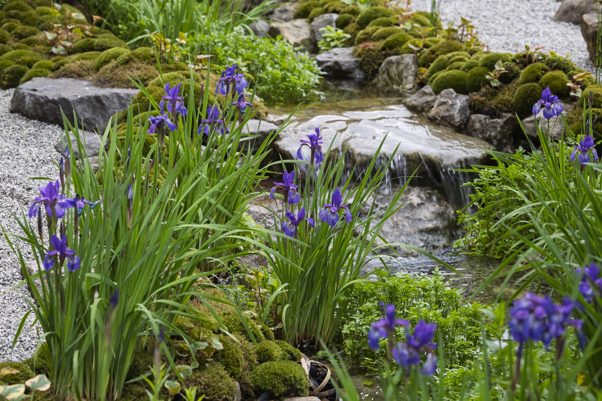 Iris flowers blooming beside smooth river stones in a peaceful setting