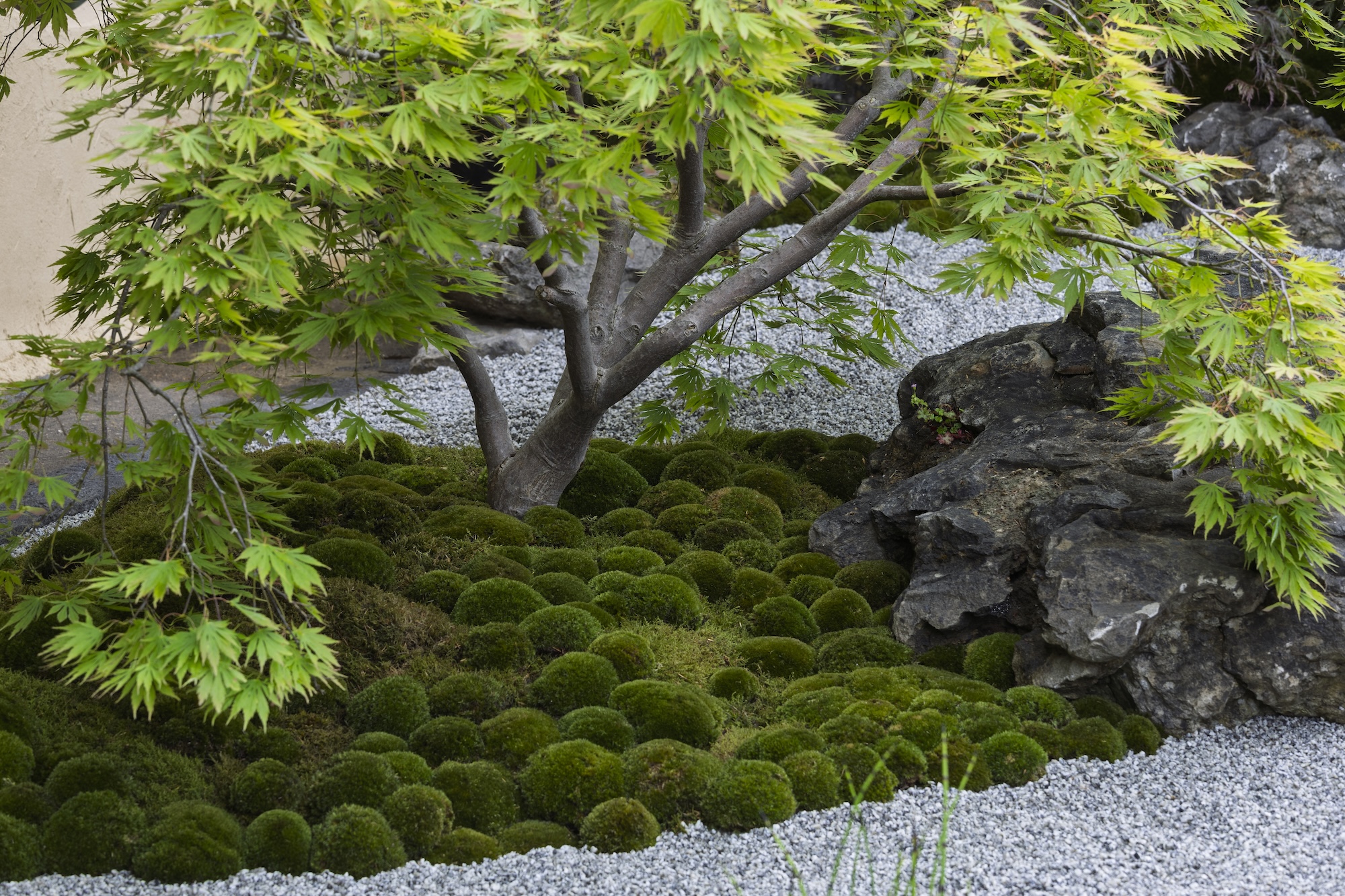 Carpet of moss and groundcovers under layered Japanese maple canopy