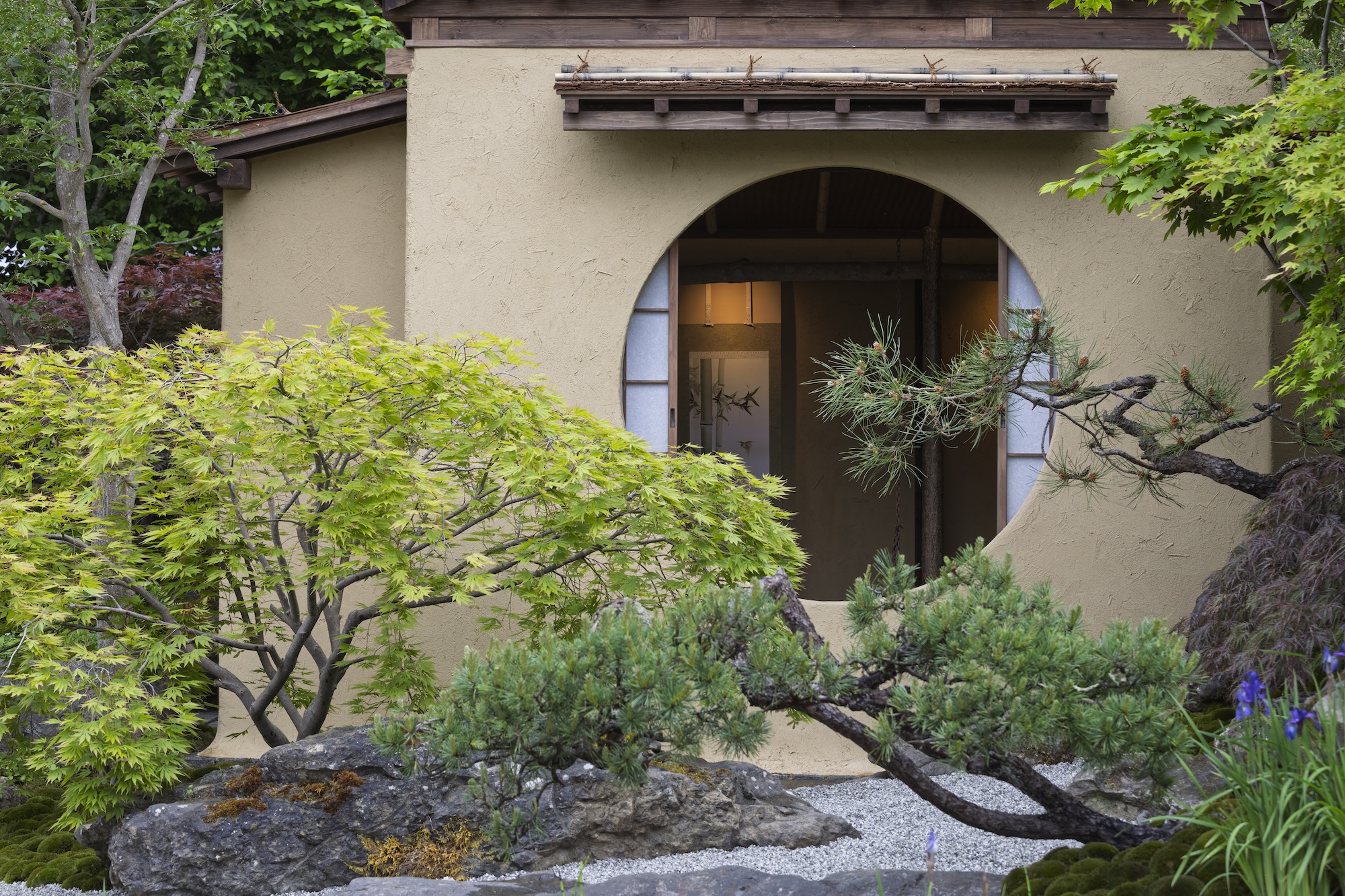 Wooden structure with climbing plants and structured green shrubs
