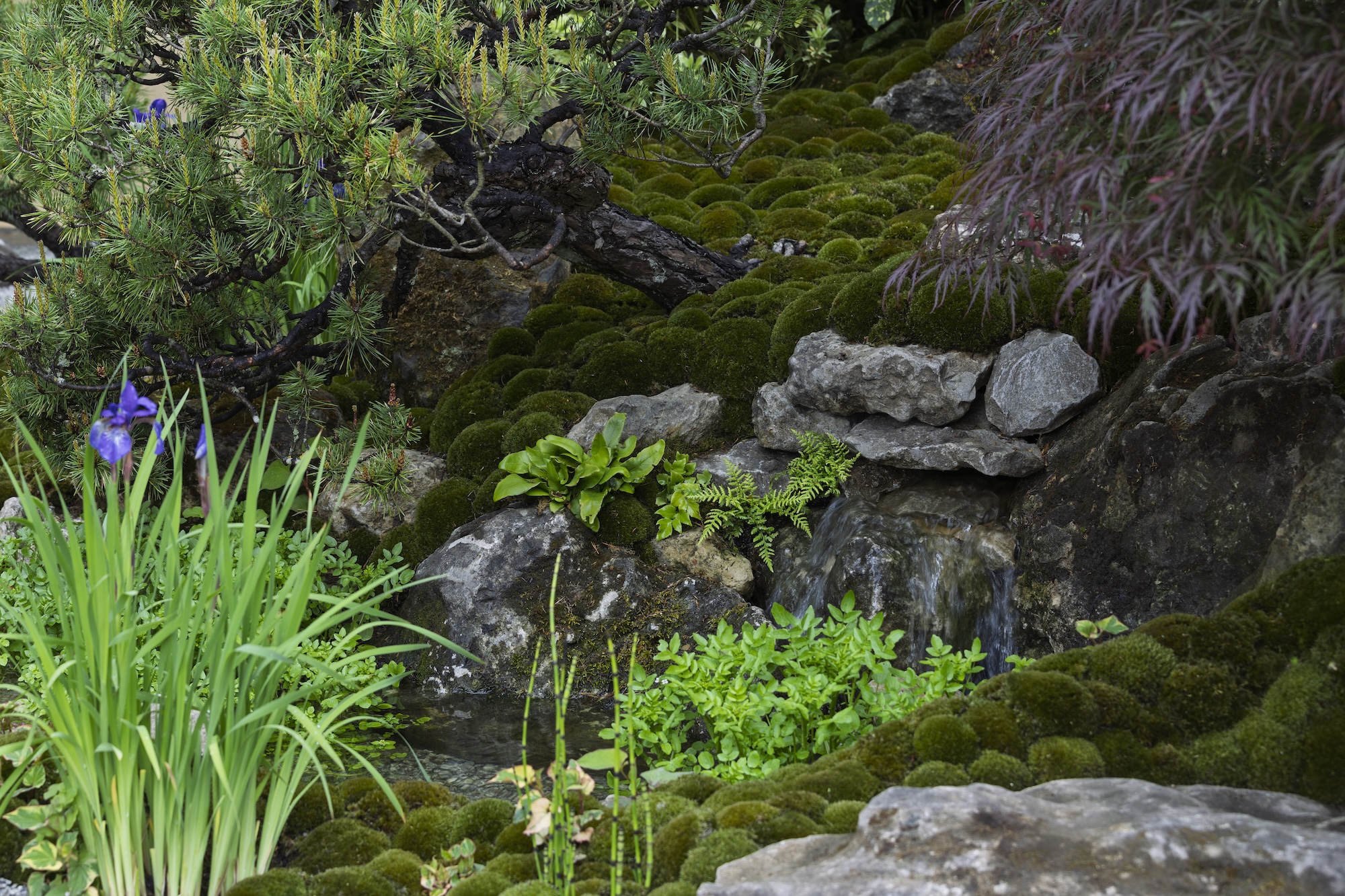 Shaded rock garden with irises and textured green foliage