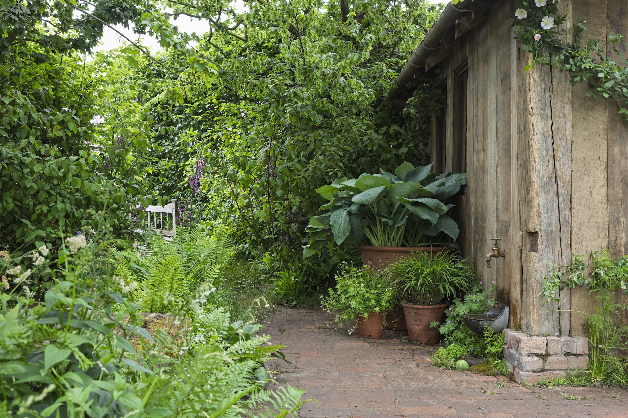 RHS CFS Dog Garden - Monty Don RHS and BBC Radio 2 Dog Garden. Designed by Monty Don. Show Feature. RHS Chelsea Flower Show 2025. Site no. 329