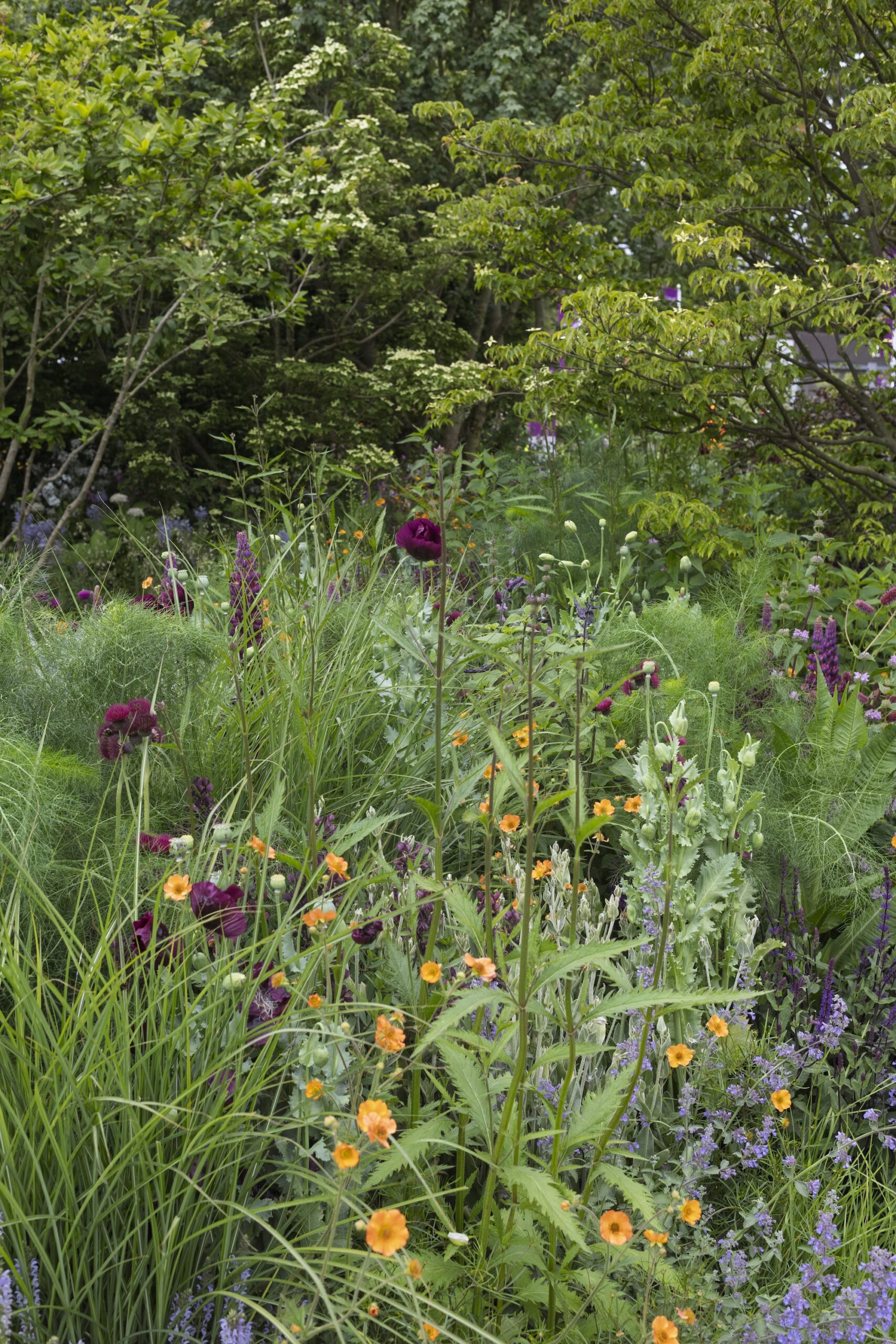 RHS and BBC Radio 2 Dog Garden. Designed by Monty Don. Show Feature. RHS Chelsea Flower Show 2025. Site no. 329