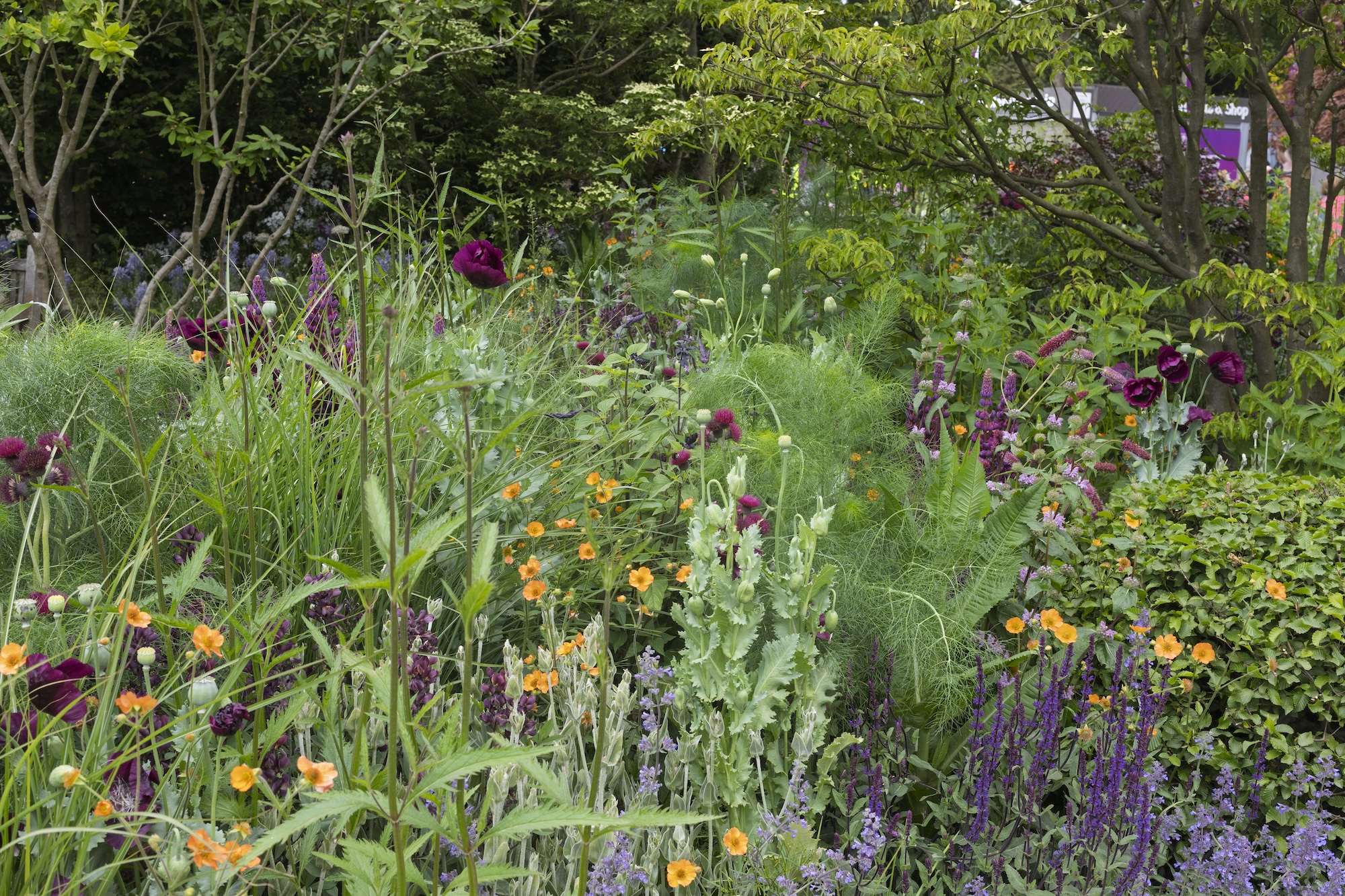 RHS and BBC Radio 2 Dog Garden. Designed by Monty Don. Show Feature. RHS Chelsea Flower Show 2025. Site no. 329