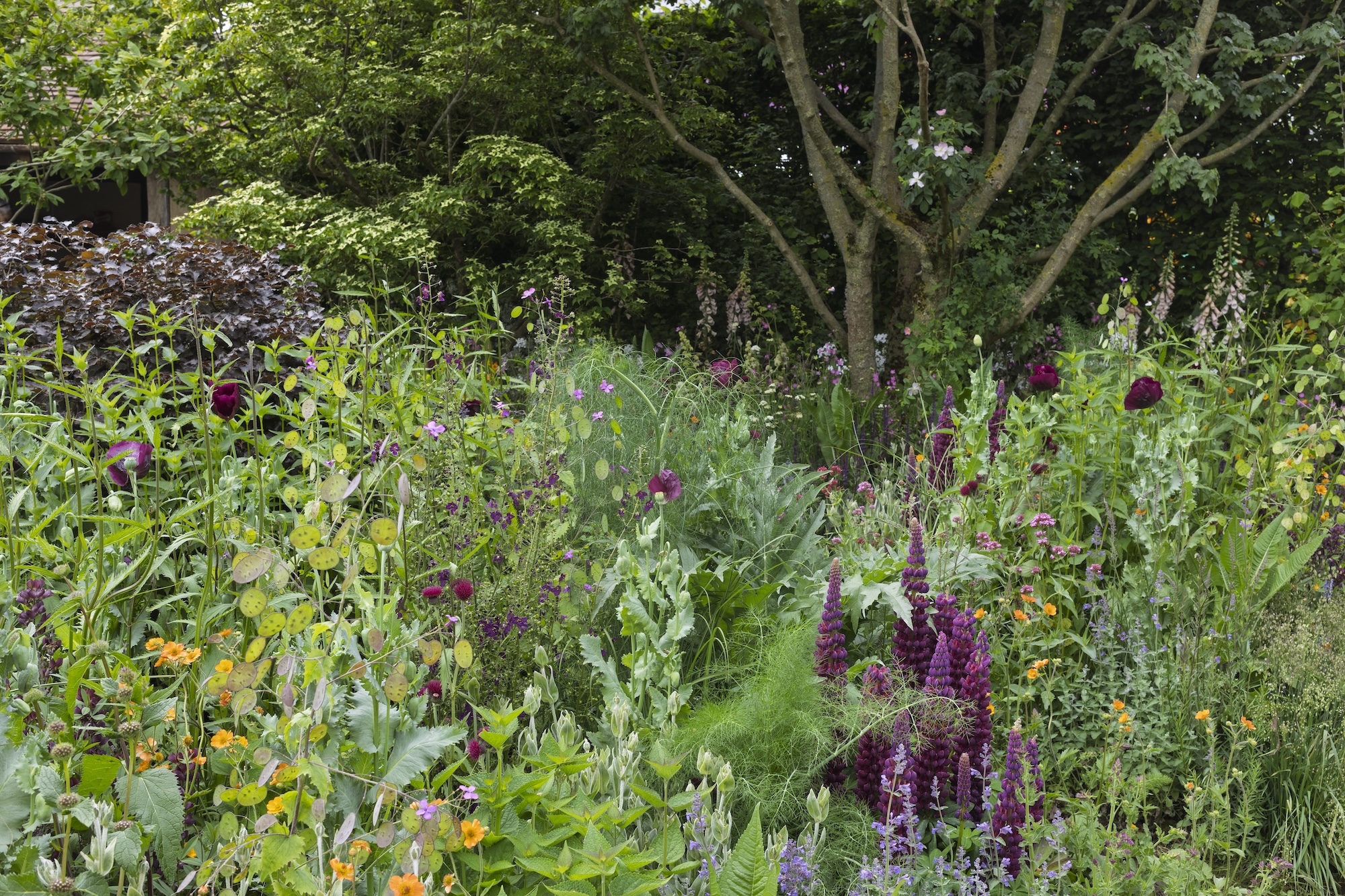 RHS and BBC Radio 2 Dog Garden. Designed by Monty Don. Show Feature. RHS Chelsea Flower Show 2025. Site no. 329