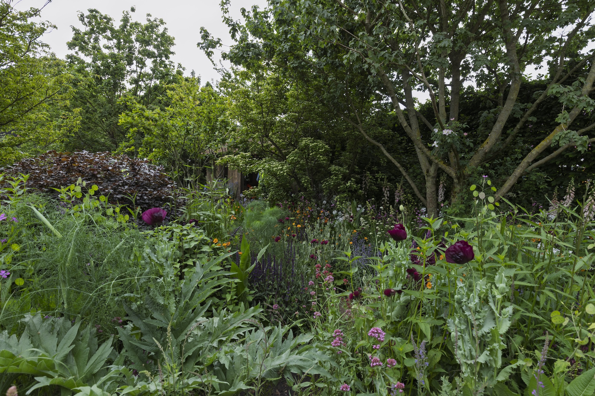 RHS and BBC Radio 2 Dog Garden. Designed by Monty Don. Show Feature. RHS Chelsea Flower Show 2025. Site no. 329