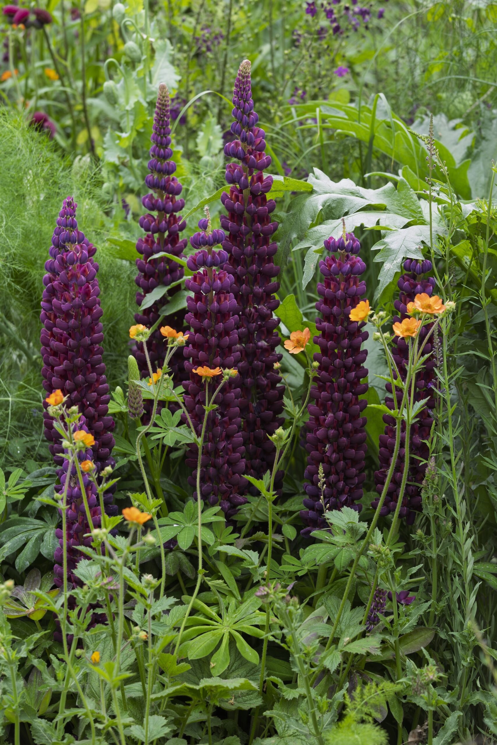 RHS CFS Dog Garden - Monty Don RHS and BBC Radio 2 Dog Garden. Designed by Monty Don. Show Feature. RHS Chelsea Flower Show 2025. Site no. 329