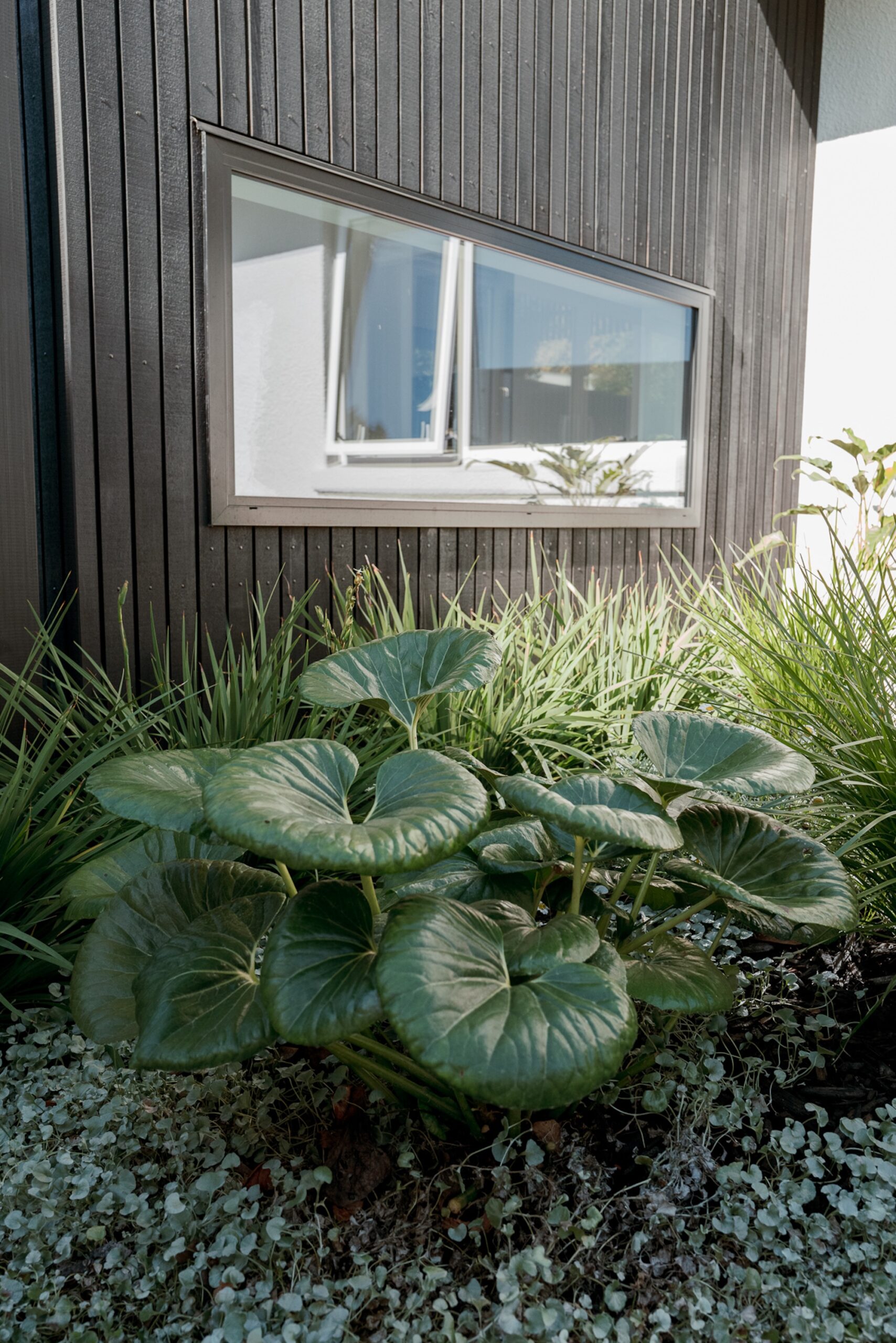 One Fine Day Landscape Design - Ōtūmoetai Garden One Fine Day Landscape Design - Ōtūmoetai Garden