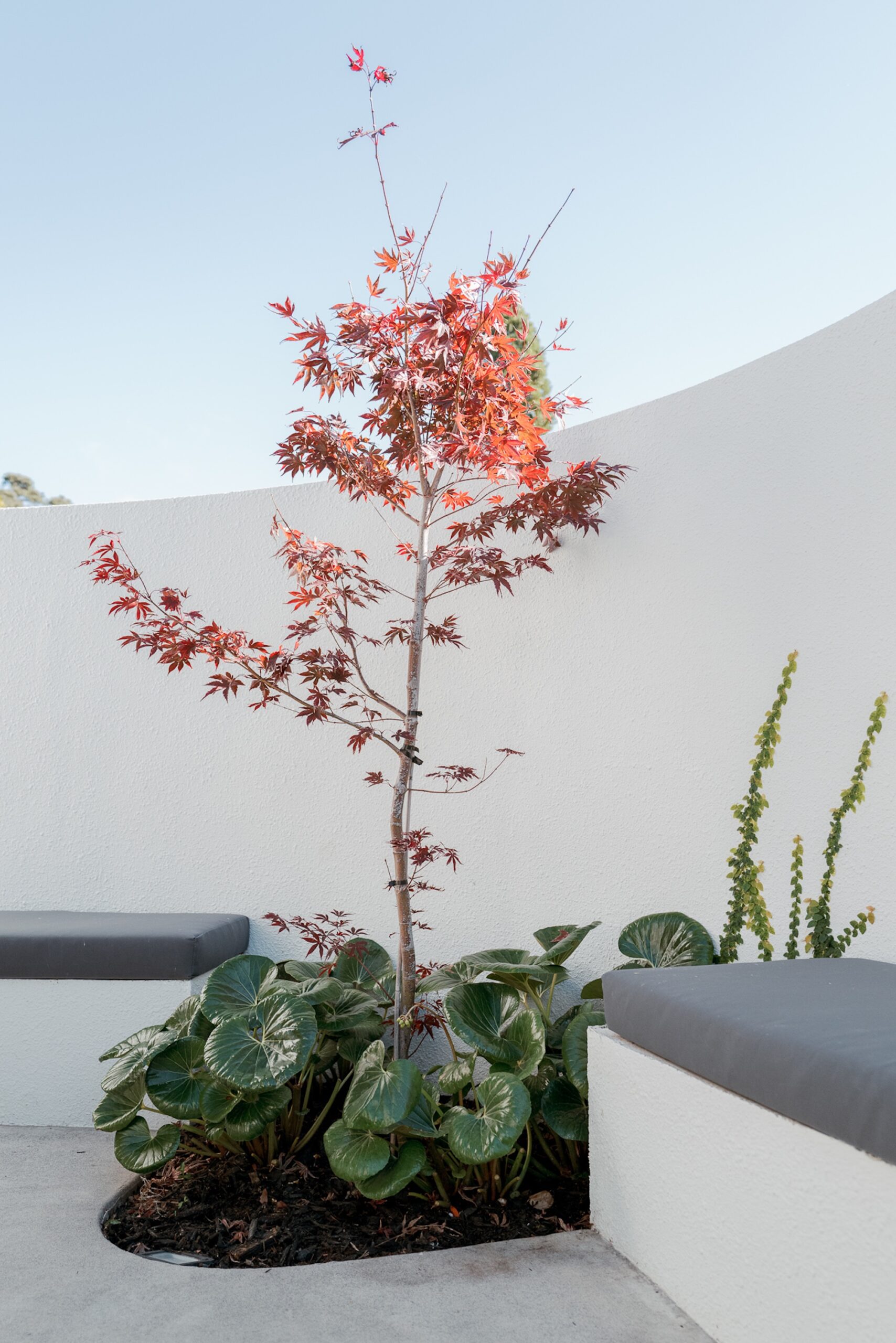 One Fine Day Landscape Design - Ōtūmoetai Garden One Fine Day Landscape Design - Ōtūmoetai Garden