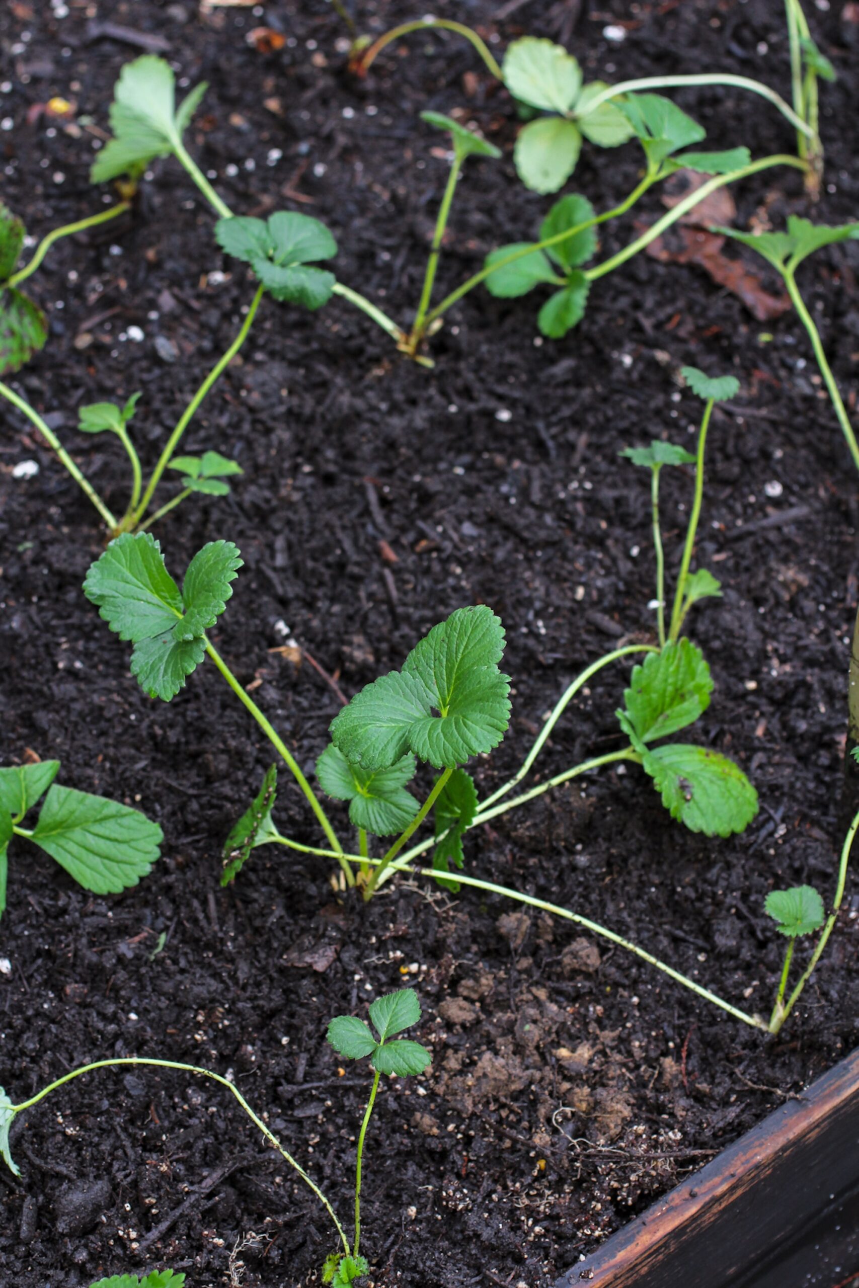 Refresh bed with compost before planting_
