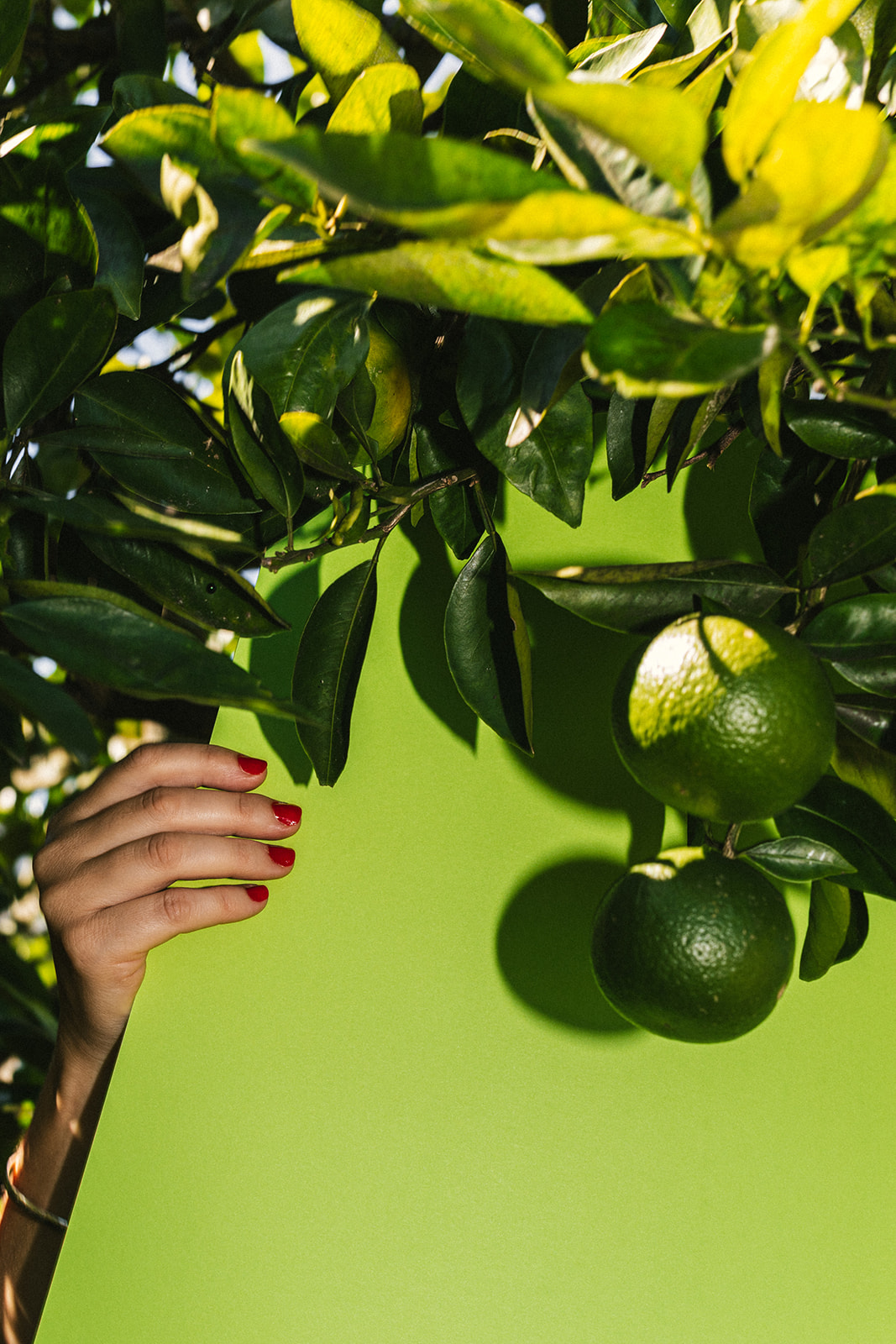 Checking over your fruit trees - Sage Journal X PICKY Checking over your fruit trees - Sage Journal X PICKY