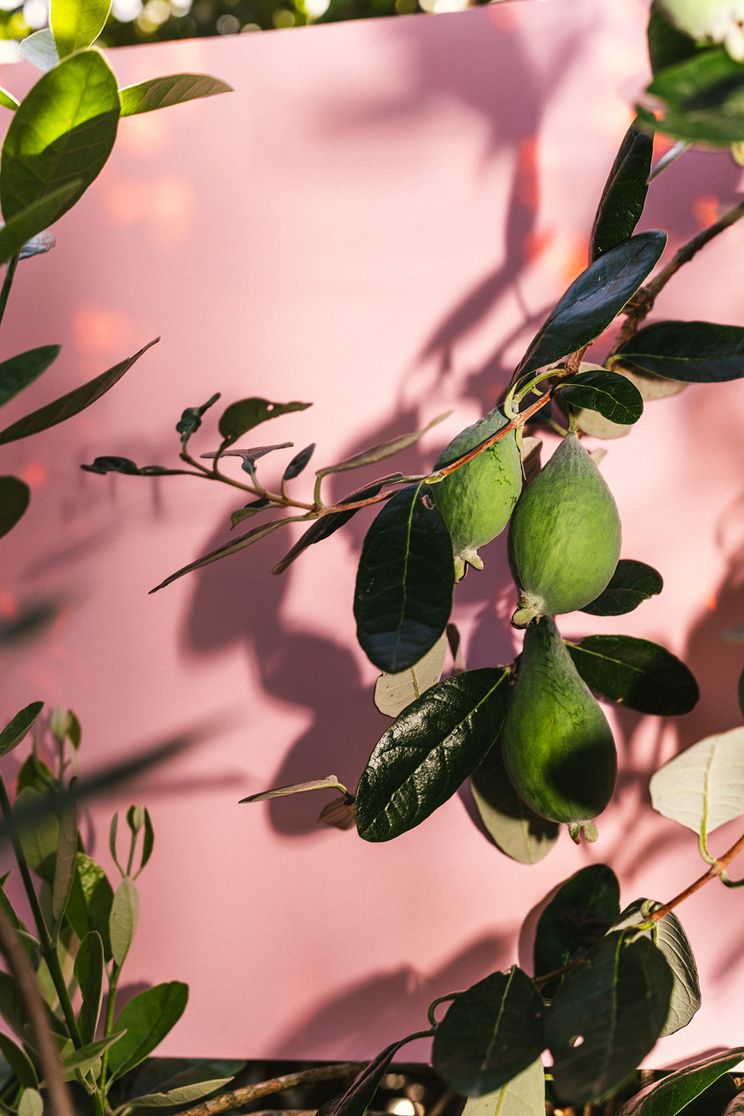 Pruning your feijoas - Sage Journal X PICKY Pruning your feijoas - Sage Journal X PICKY