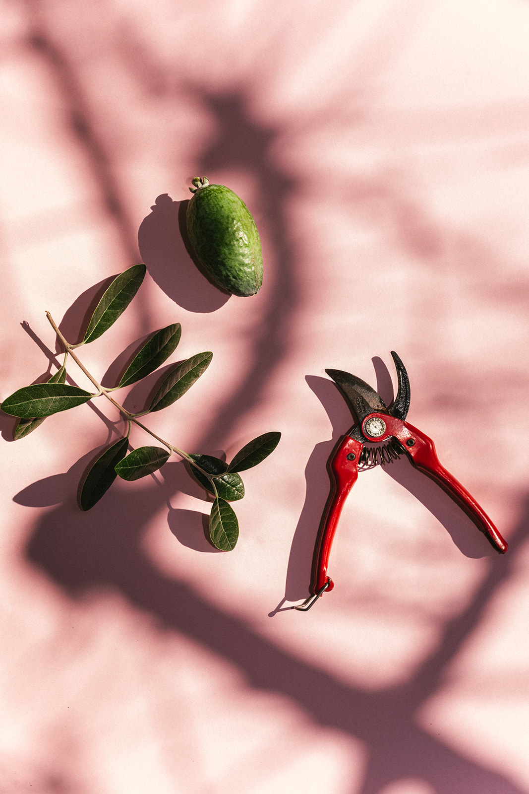 Pruning your feijoas - Sage Journal X PICKY Pruning your feijoas - Sage Journal X PICKY