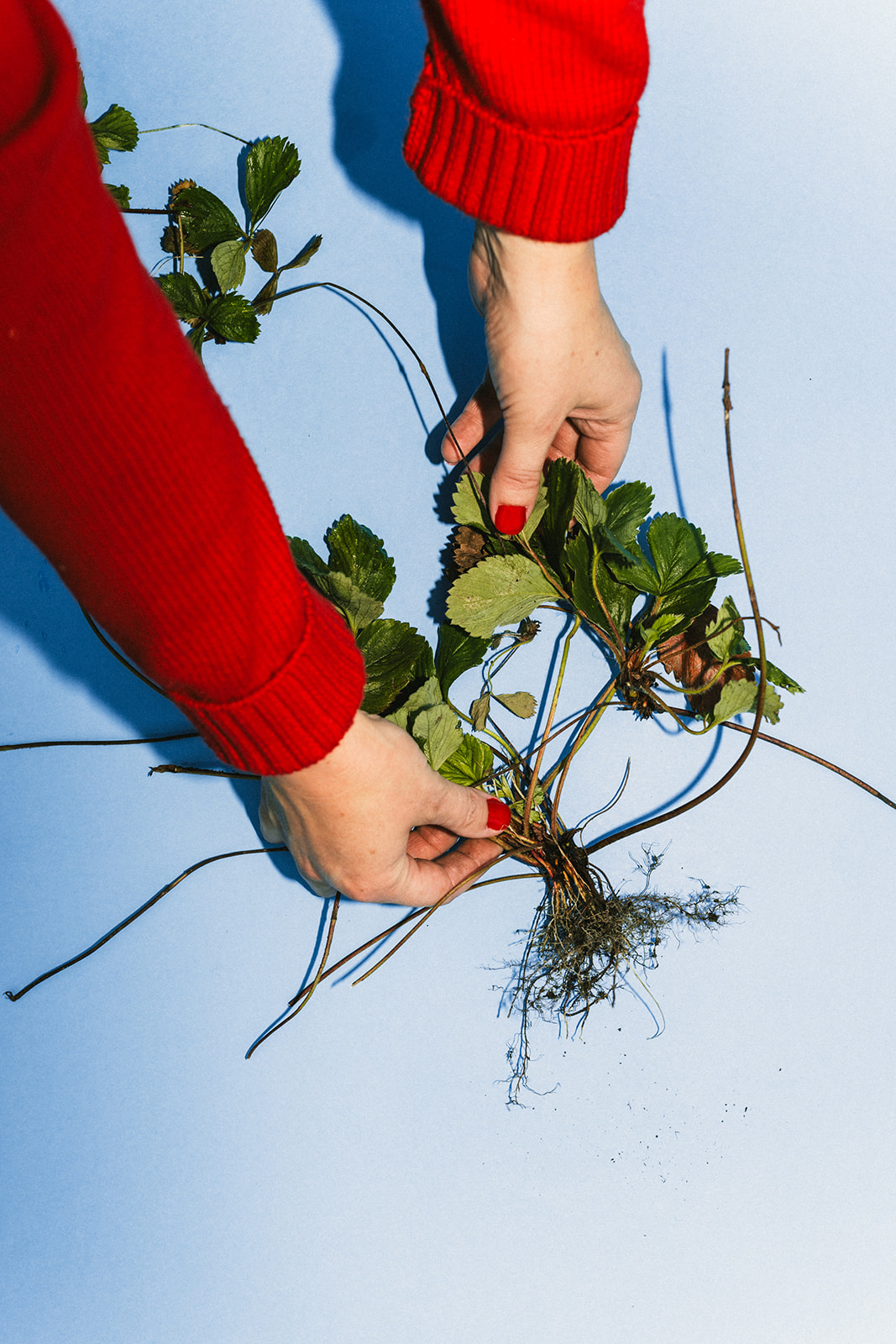 Growing strawberries from runners - Sage Journal X PICKY Growing strawberries from runners - Sage Journal | We are Picky