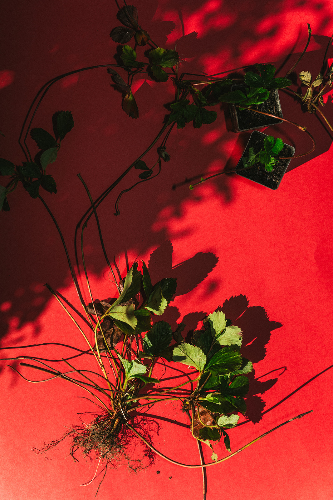 Growing strawberries from runners - Sage Journal X PICKY Growing strawberries from runners - Sage Journal | We are Picky