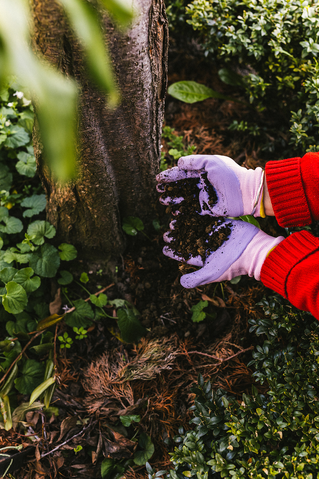 Mulching your fruit trees - Sage Journal X PICKY Mulching your fruit trees - Sage Journal | We are Picky