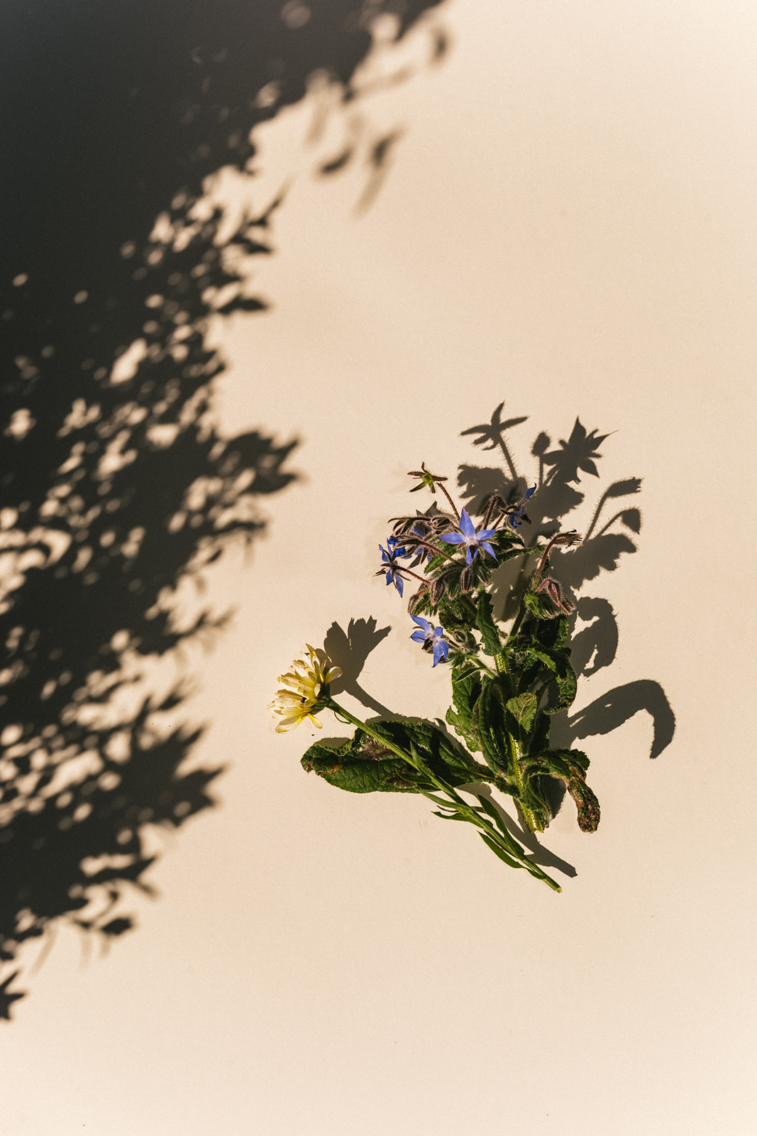 Sage Journal X PICKY Supporting pollinators for winter - Sage Journal X PICKY