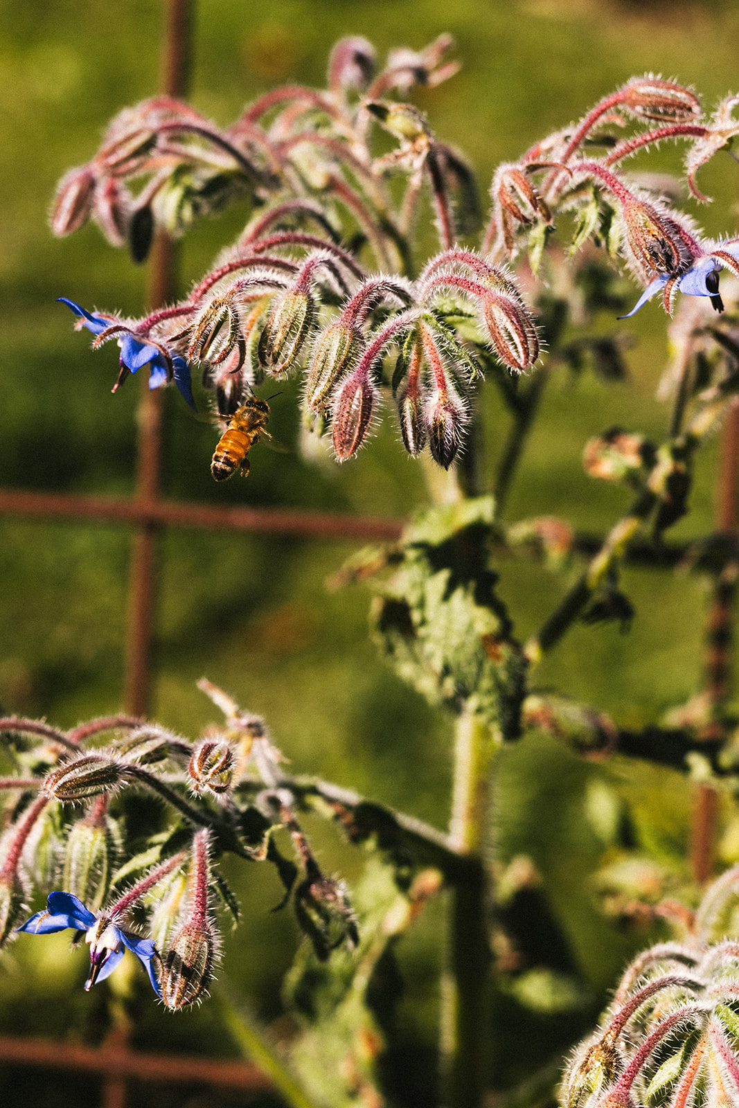 Supporting pollinators for winter - Sage Journal X PICKY Supporting pollinators for winter - Sage Journal X PICKY
