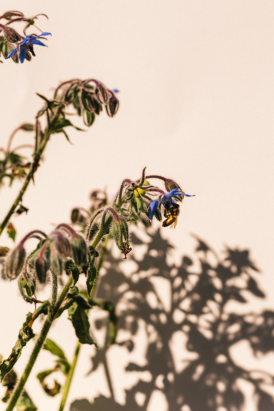 Supporting pollinators for winter - Sage Journal X PICKY Supporting pollinators for winter - Sage Journal X PICKY