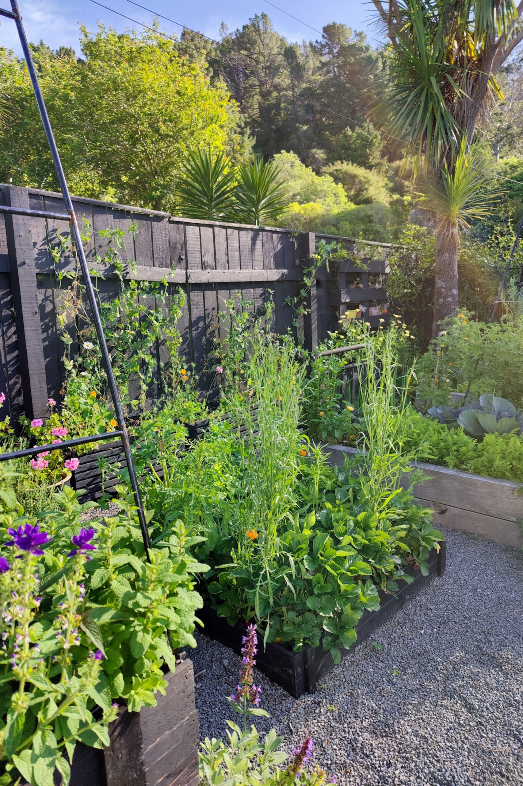 Strawberry Garden with flowering companion plants in Summer_