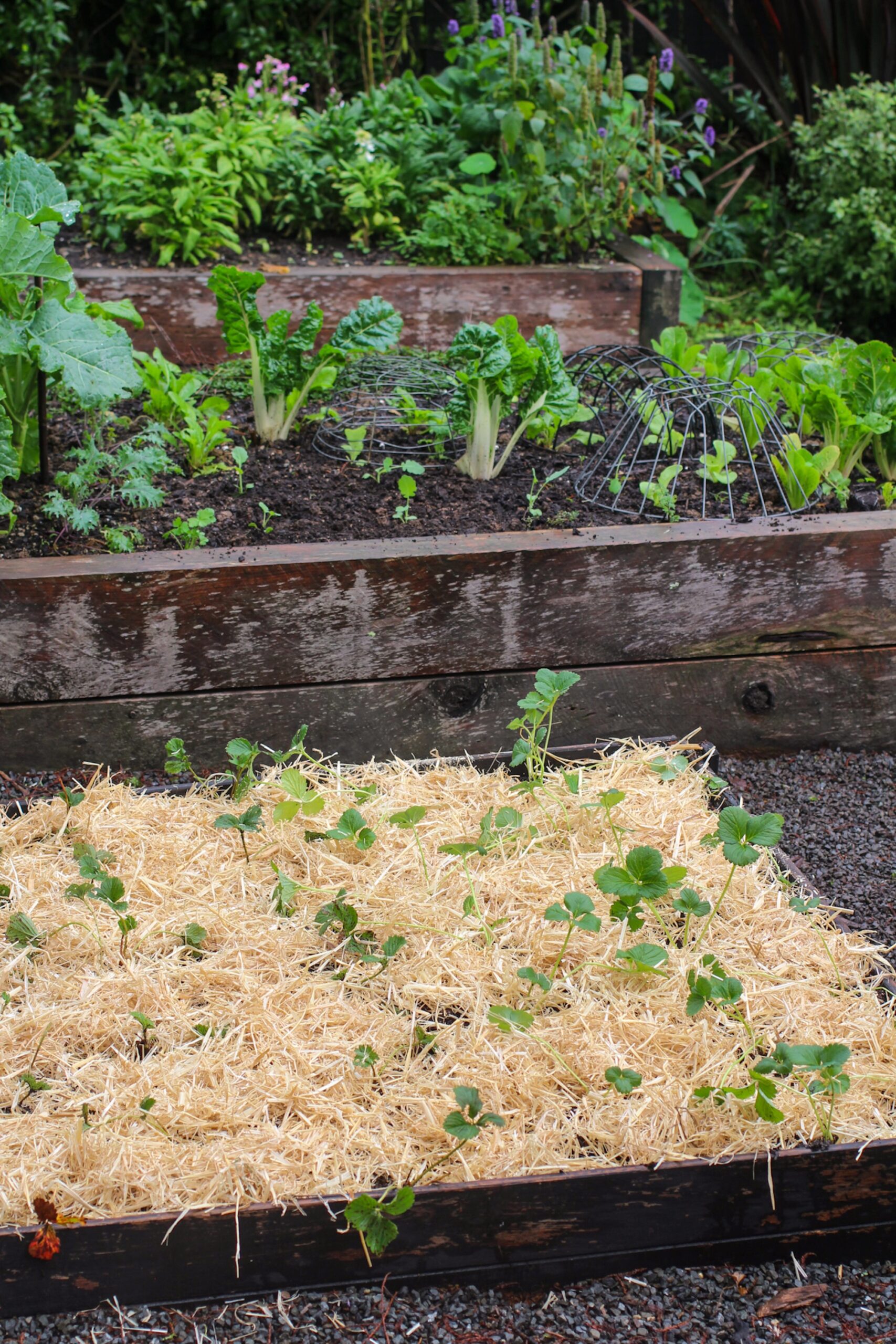Strawberry Patch freshly mulched with straw